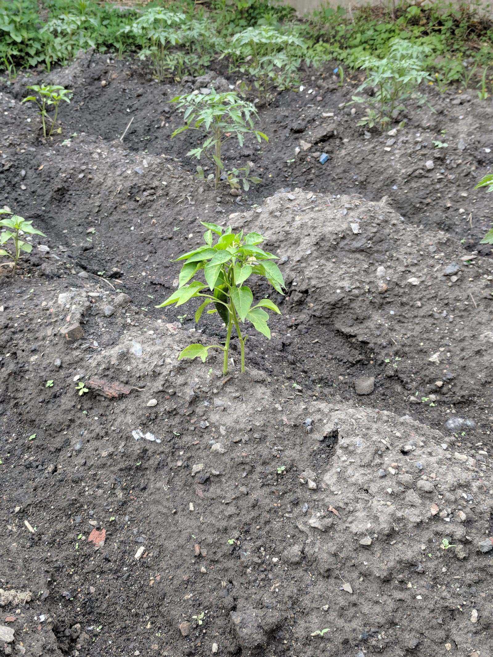Growing on the ridge. June 2018.