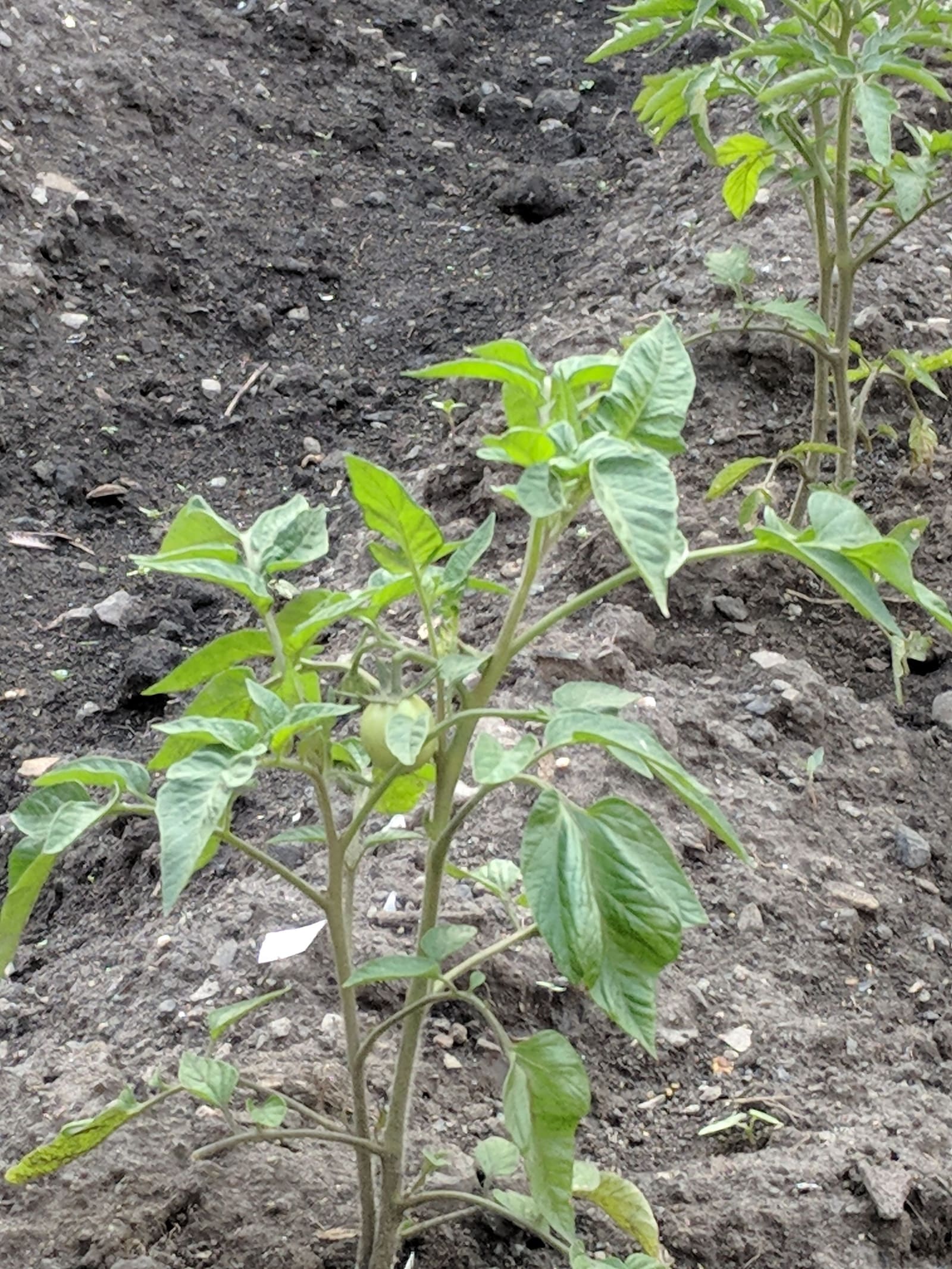 Growing on the ridge. June 2018.