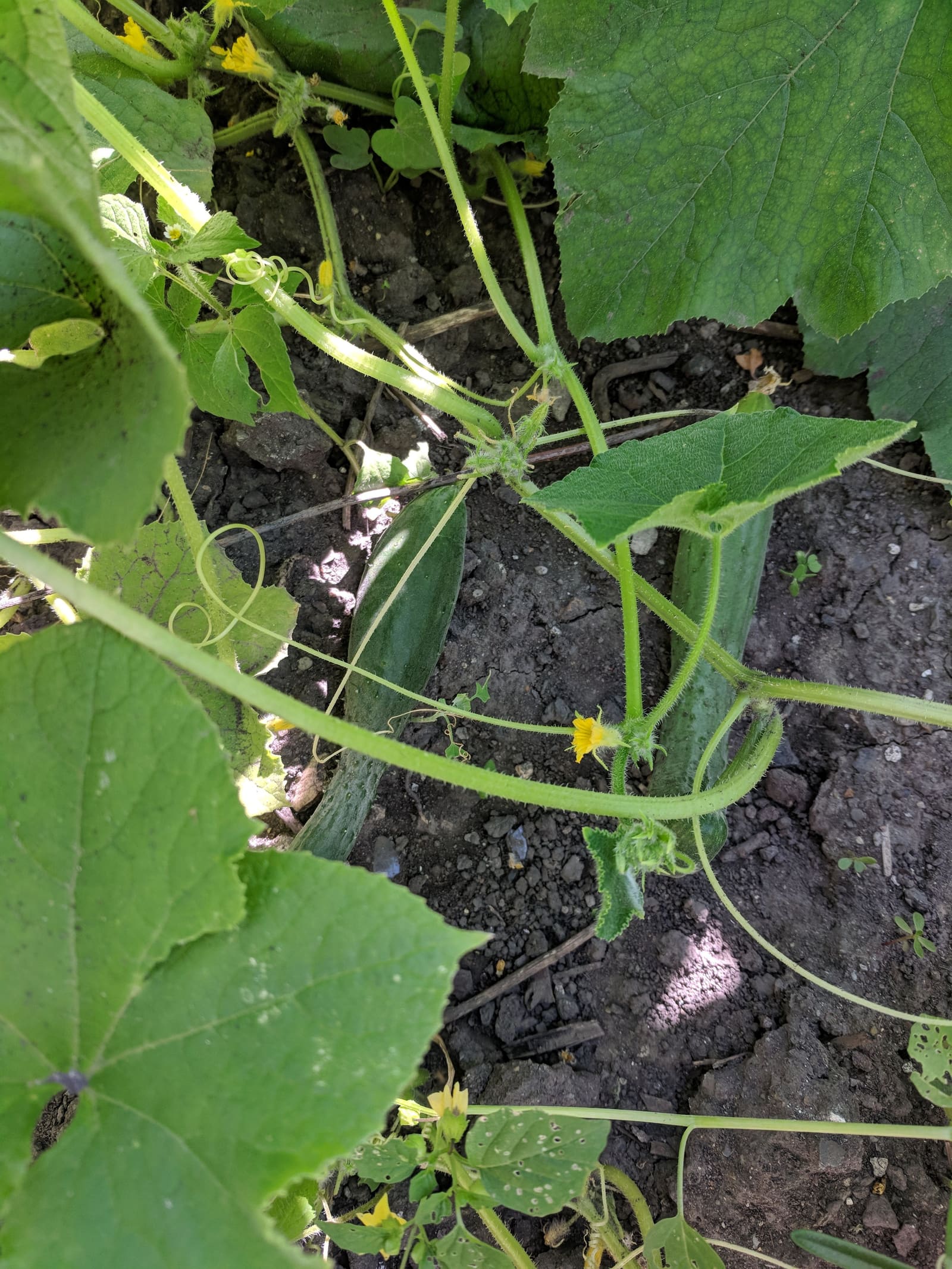Growing on the ridge. July 2018.