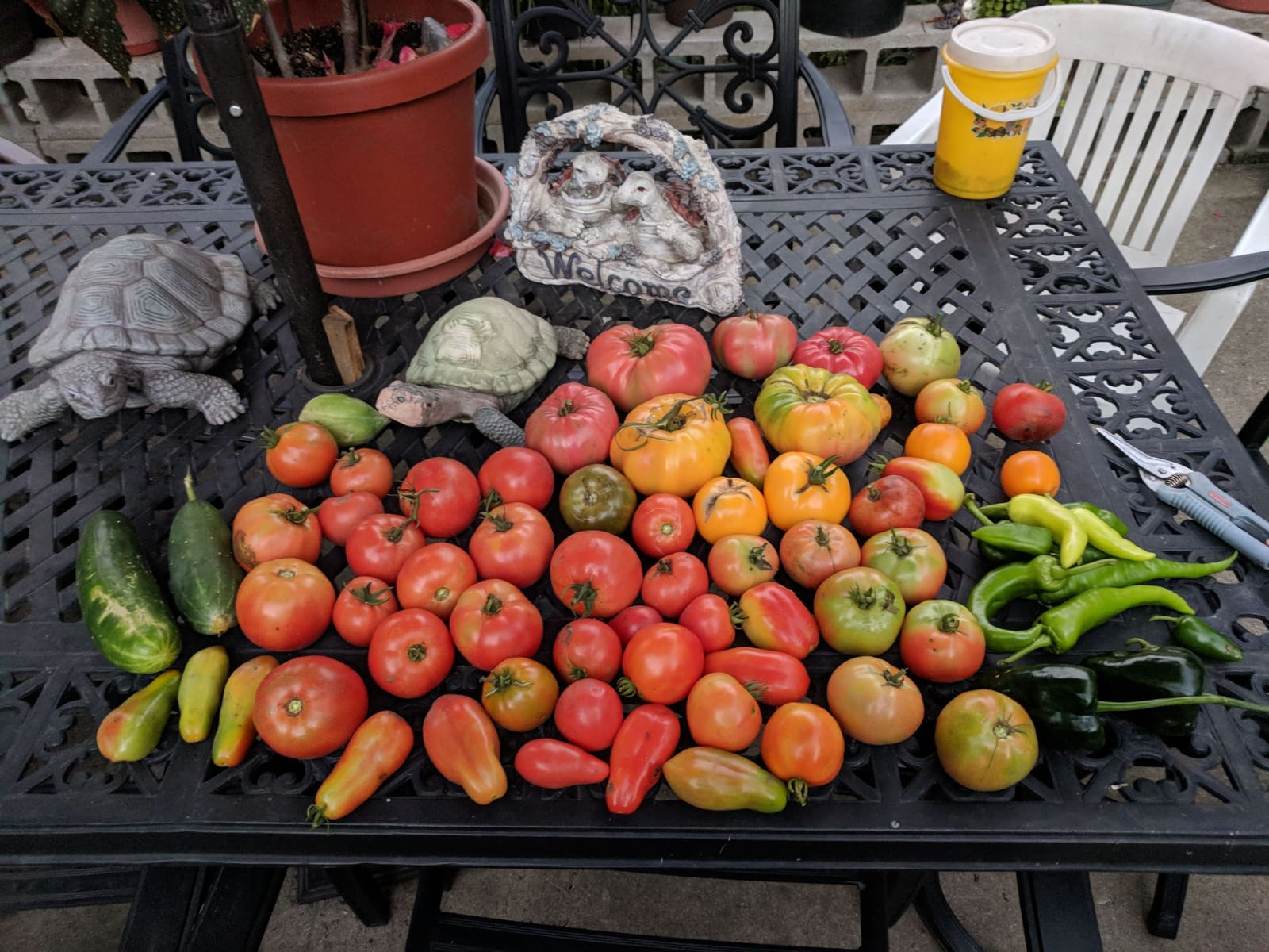 The week's harvest arranged on the table. September 2018.