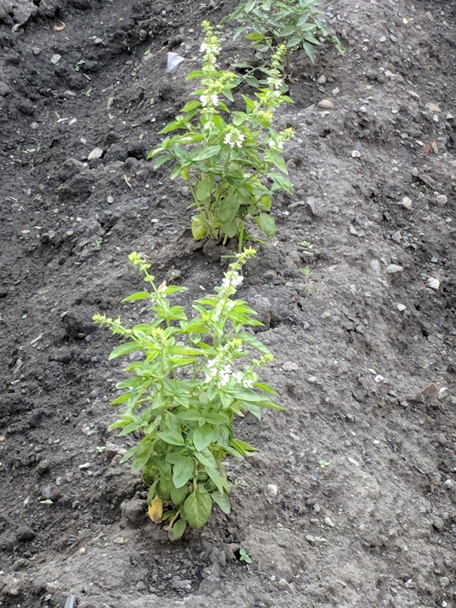 Growing on the ridge. June 2018.