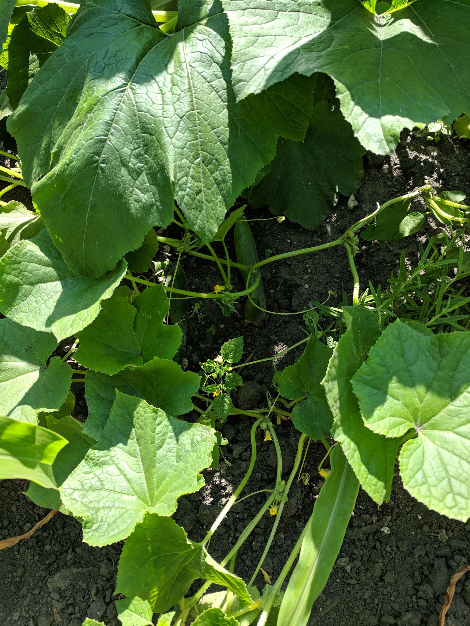 Growing on the ridge. July 2018.