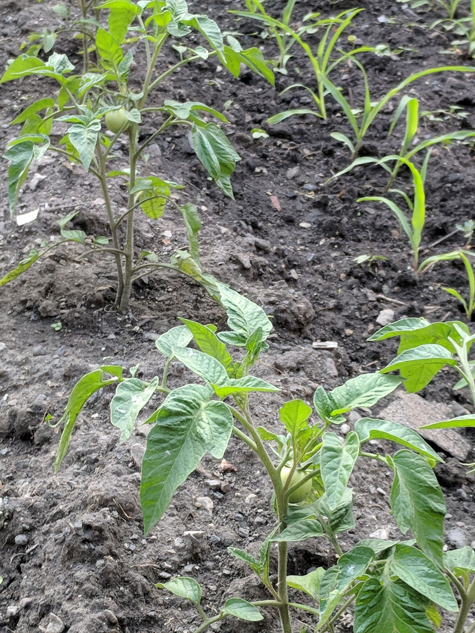 Growing on the ridge. June 2018.