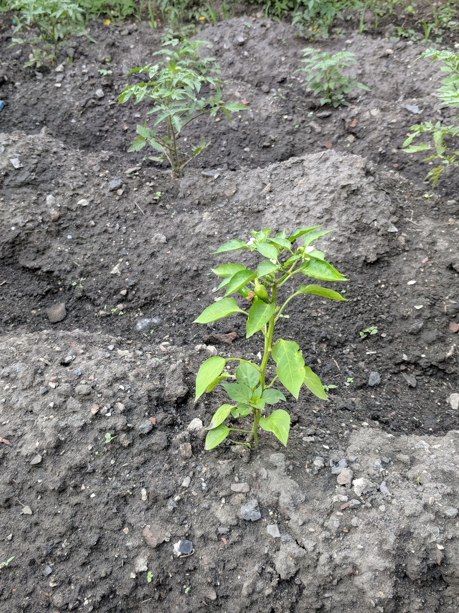 Growing on the ridge. June 2018.
