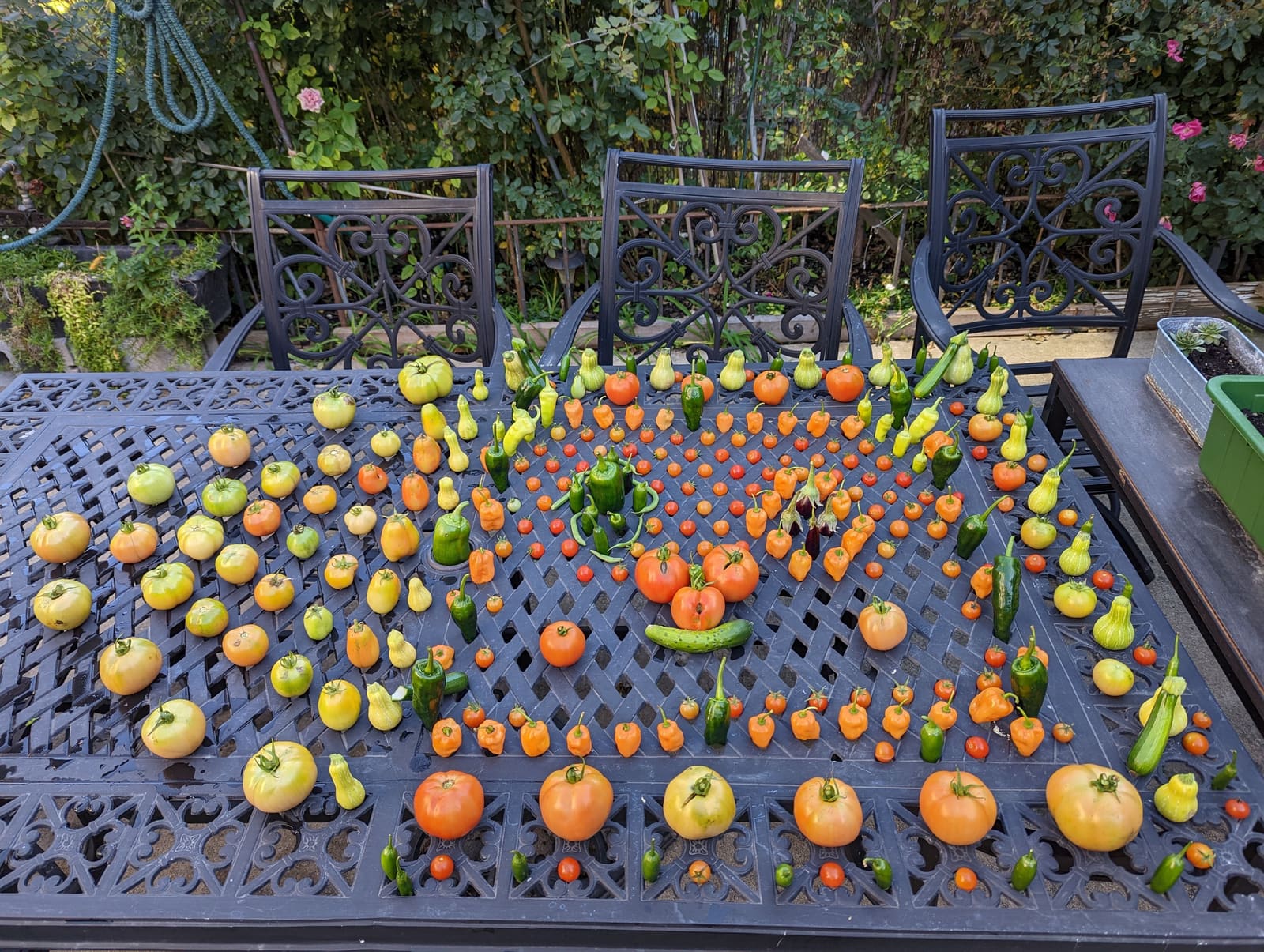 The week's harvest arranged on the table. October 2022.