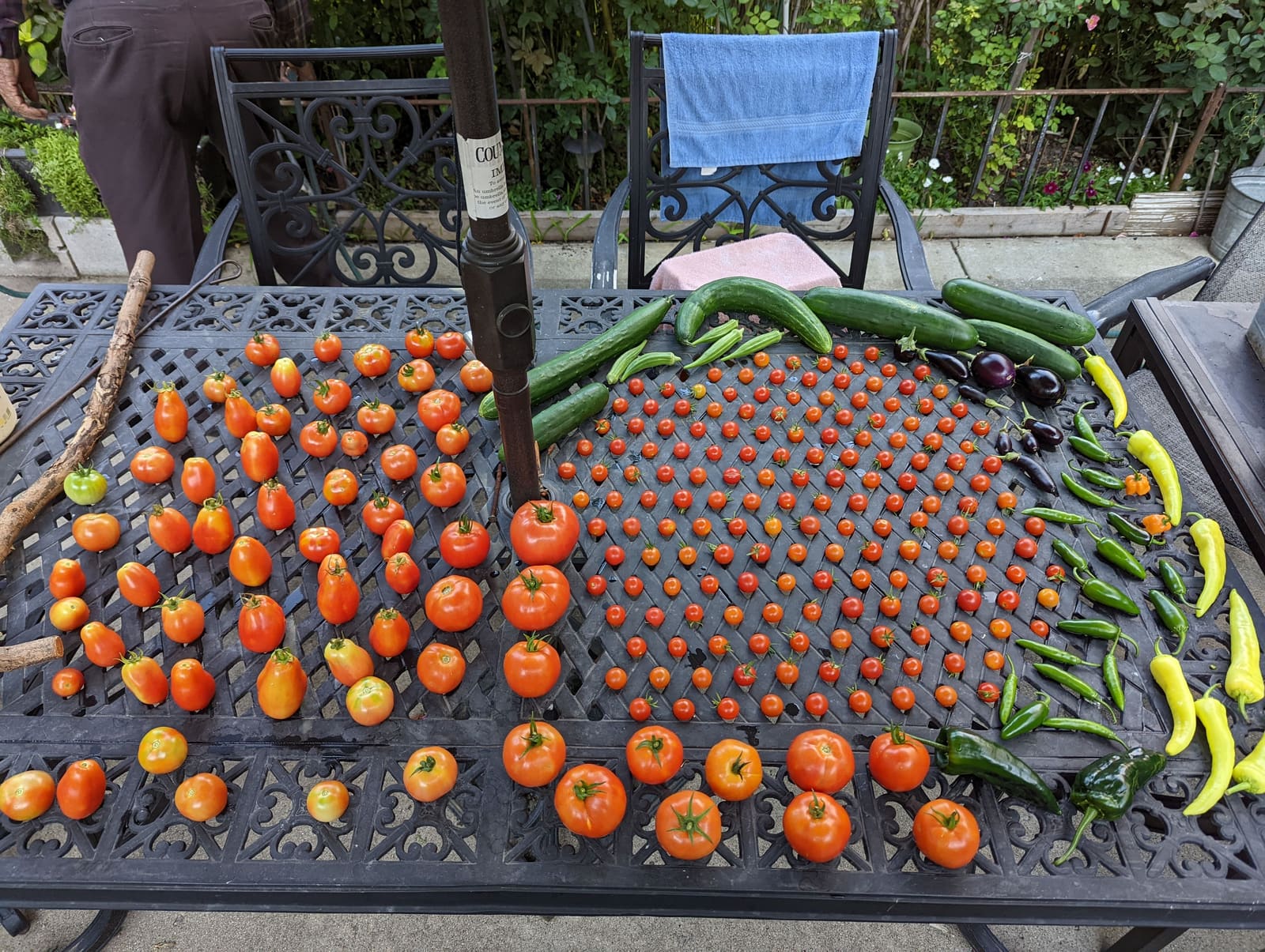 The week's harvest arranged on the table. August 2022.