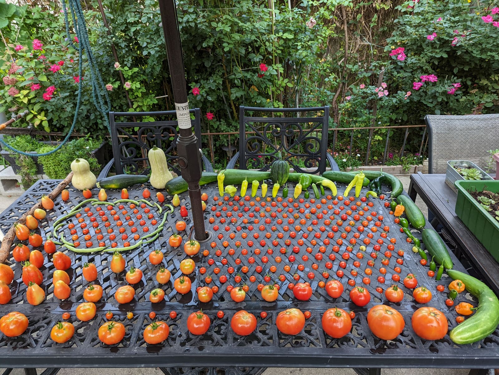 The week's harvest arranged on the table. September 2022.