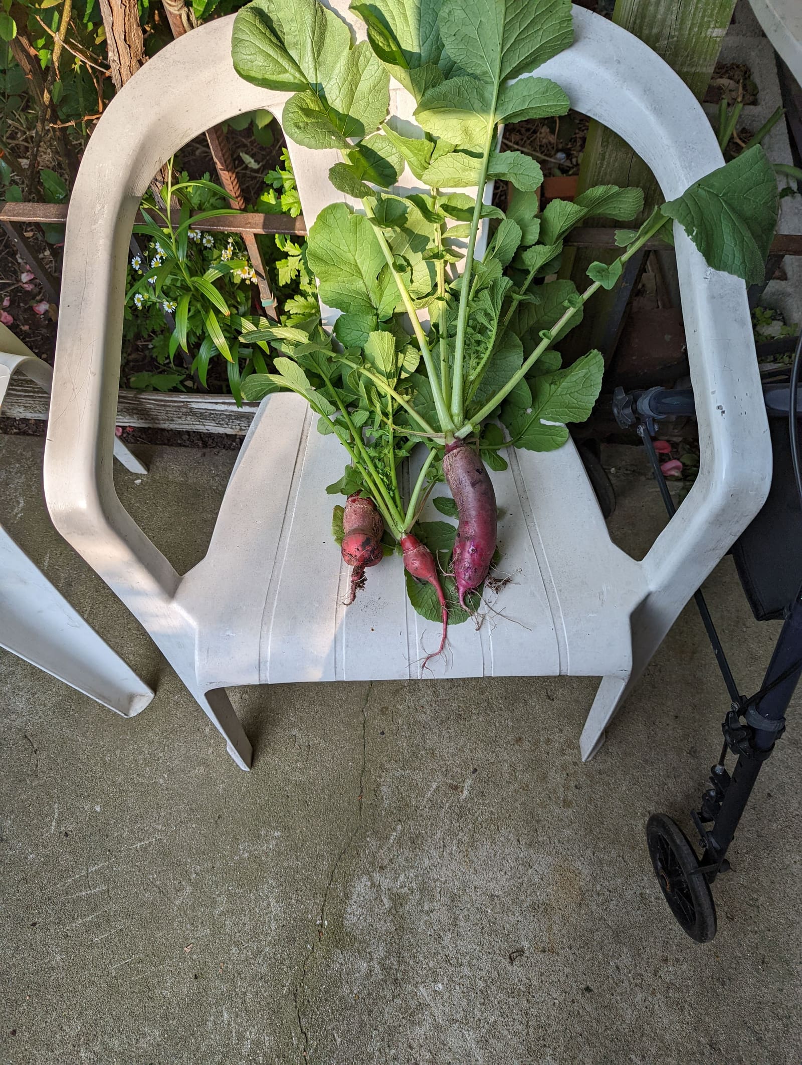 Vegetables picked that week. June 2022.