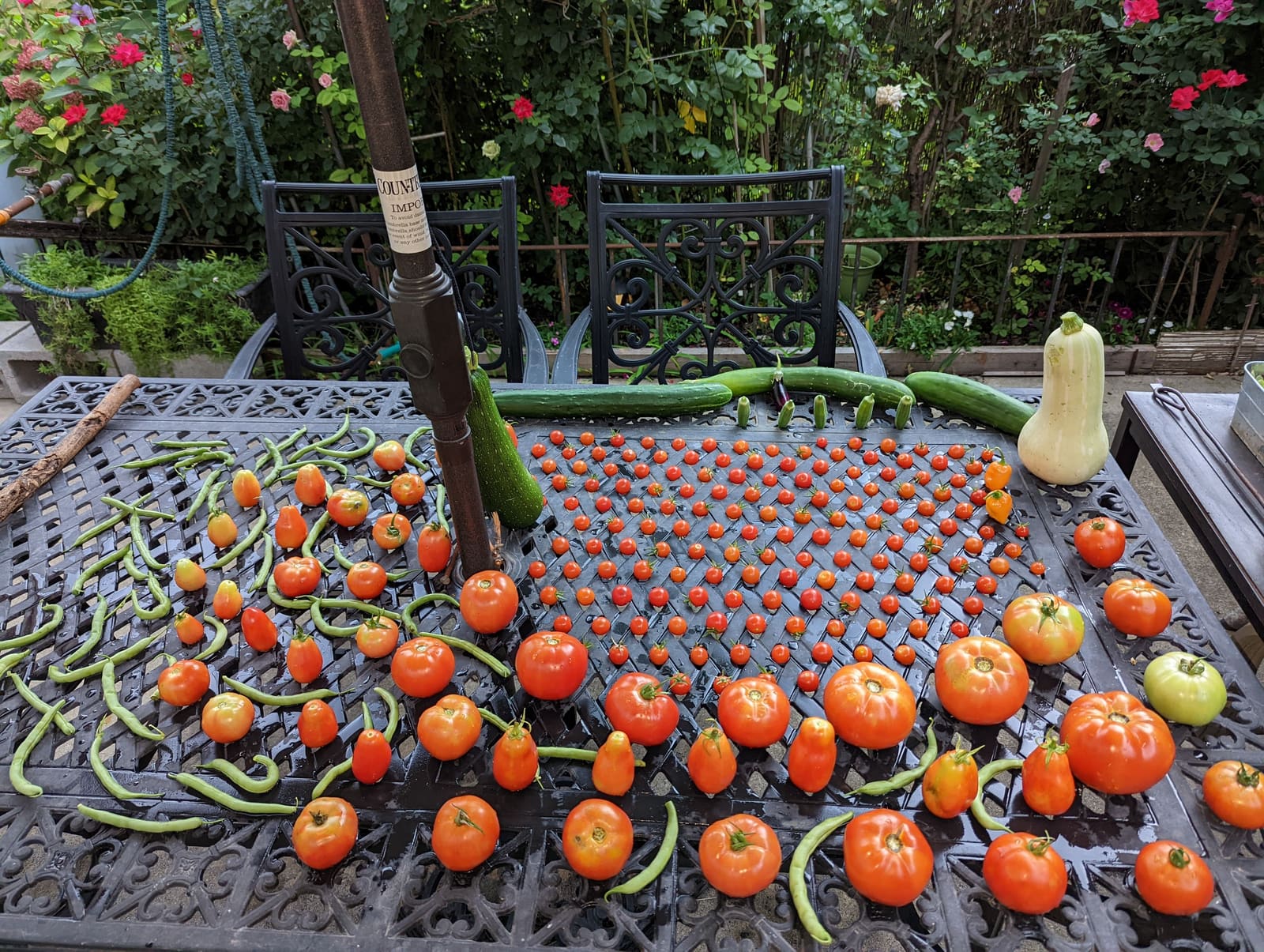 The week's harvest arranged on the table. August 2022.