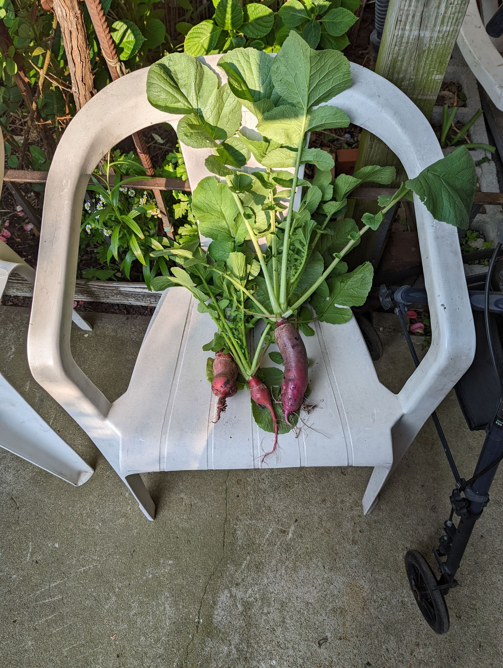 Vegetables picked that week. June 2022.