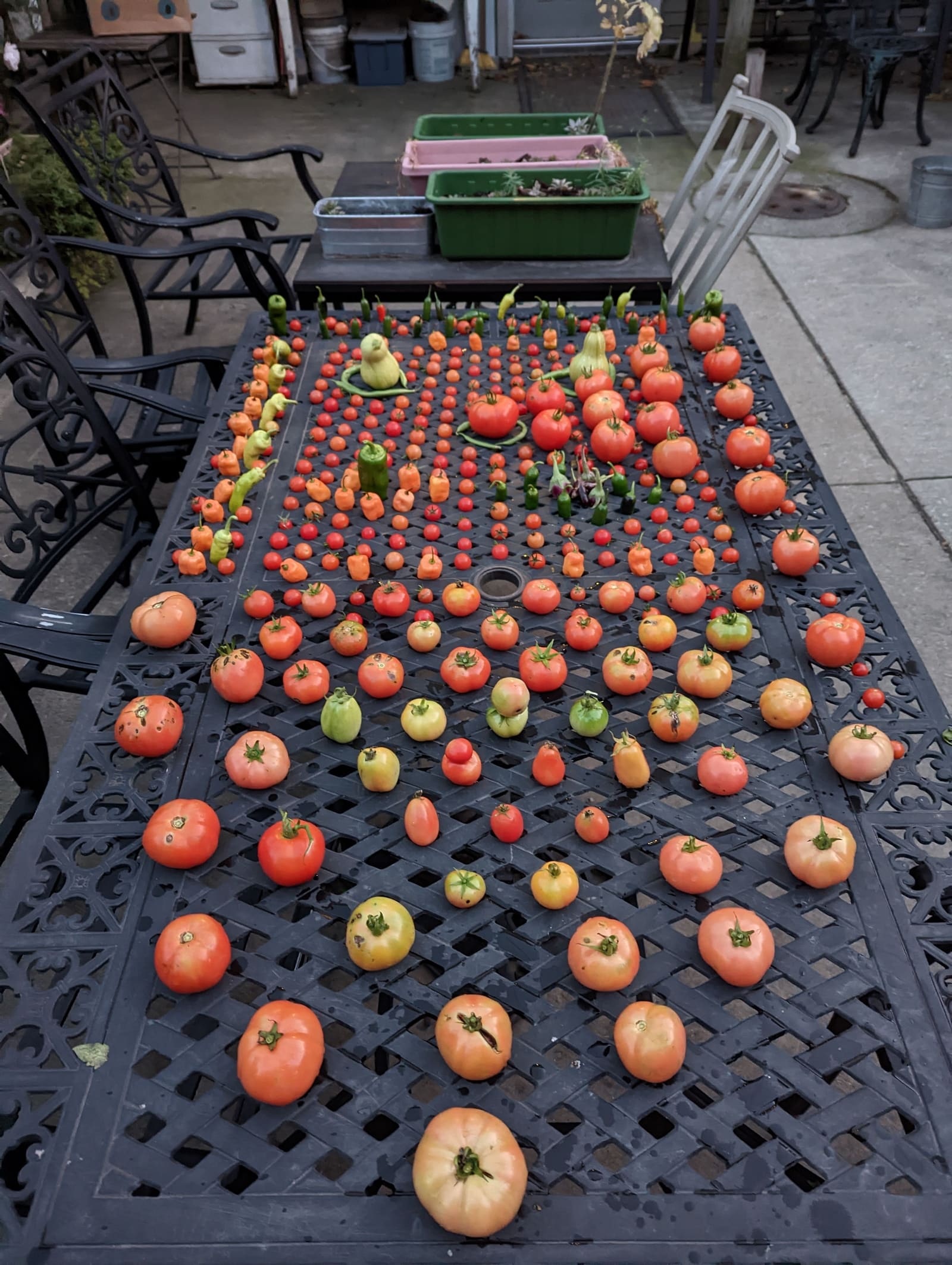 The week's harvest arranged on the table. November 2022.