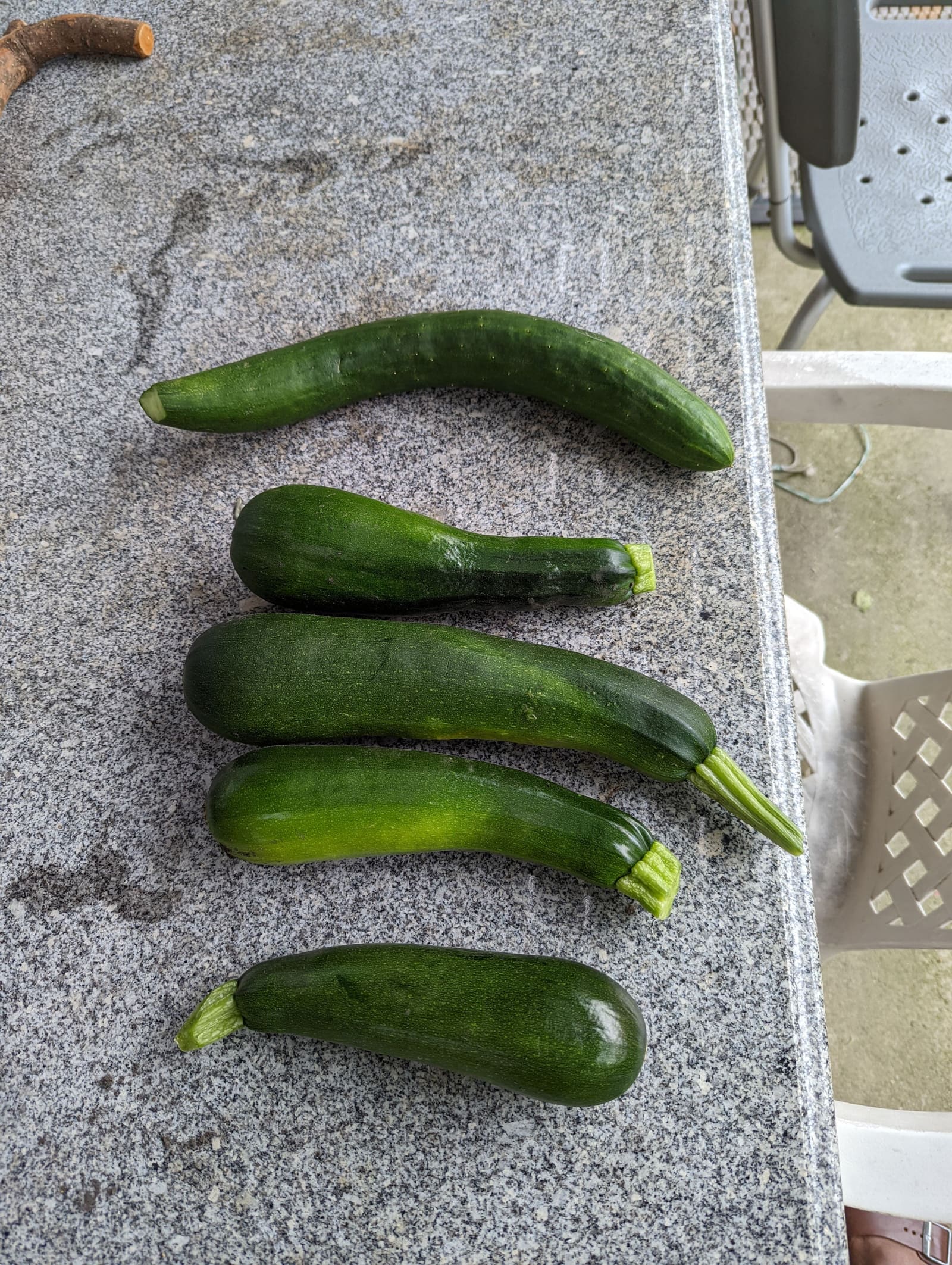 Vegetables picked that week. July 2022.