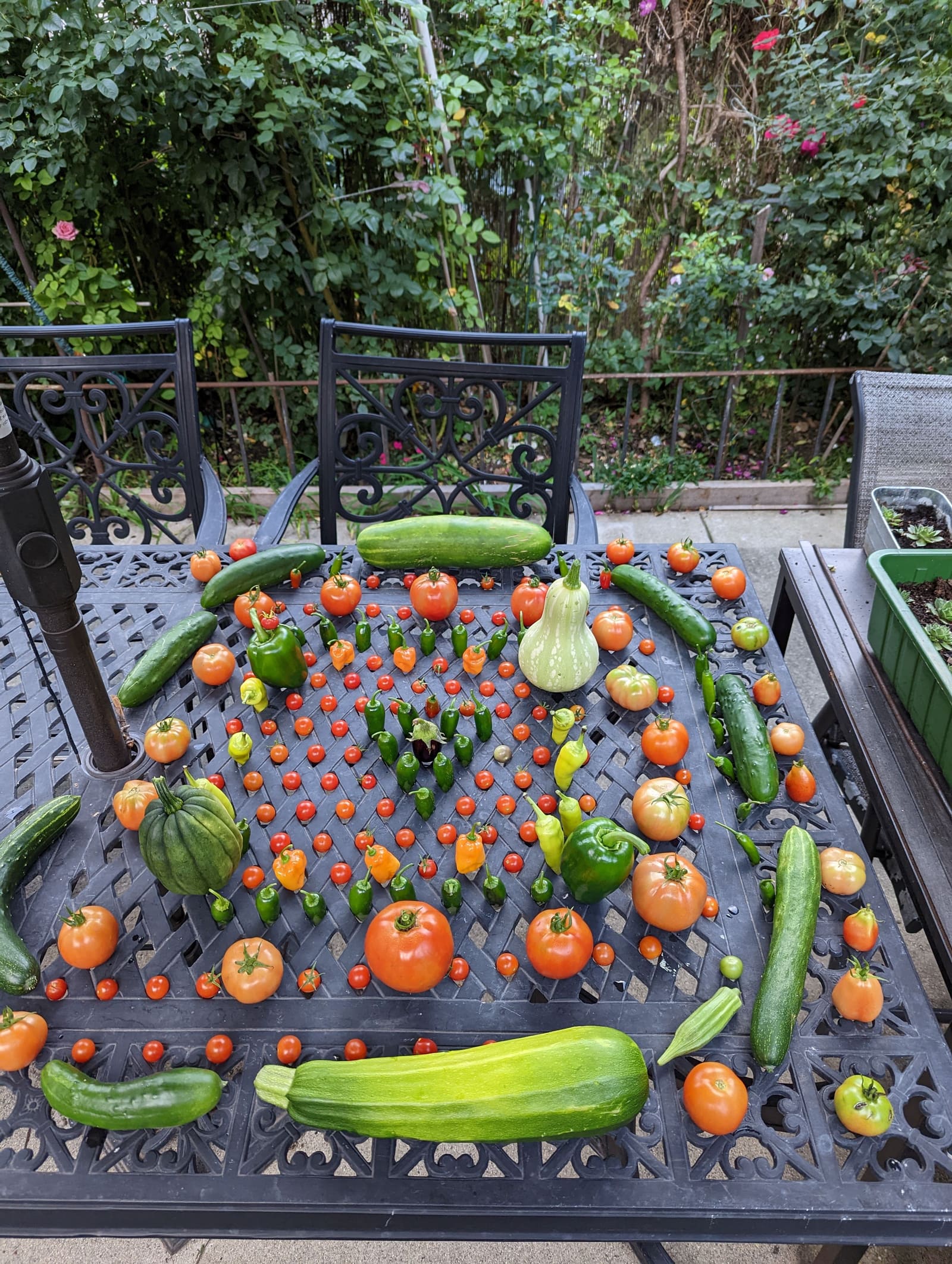 The week's harvest arranged on the table. September 2022.