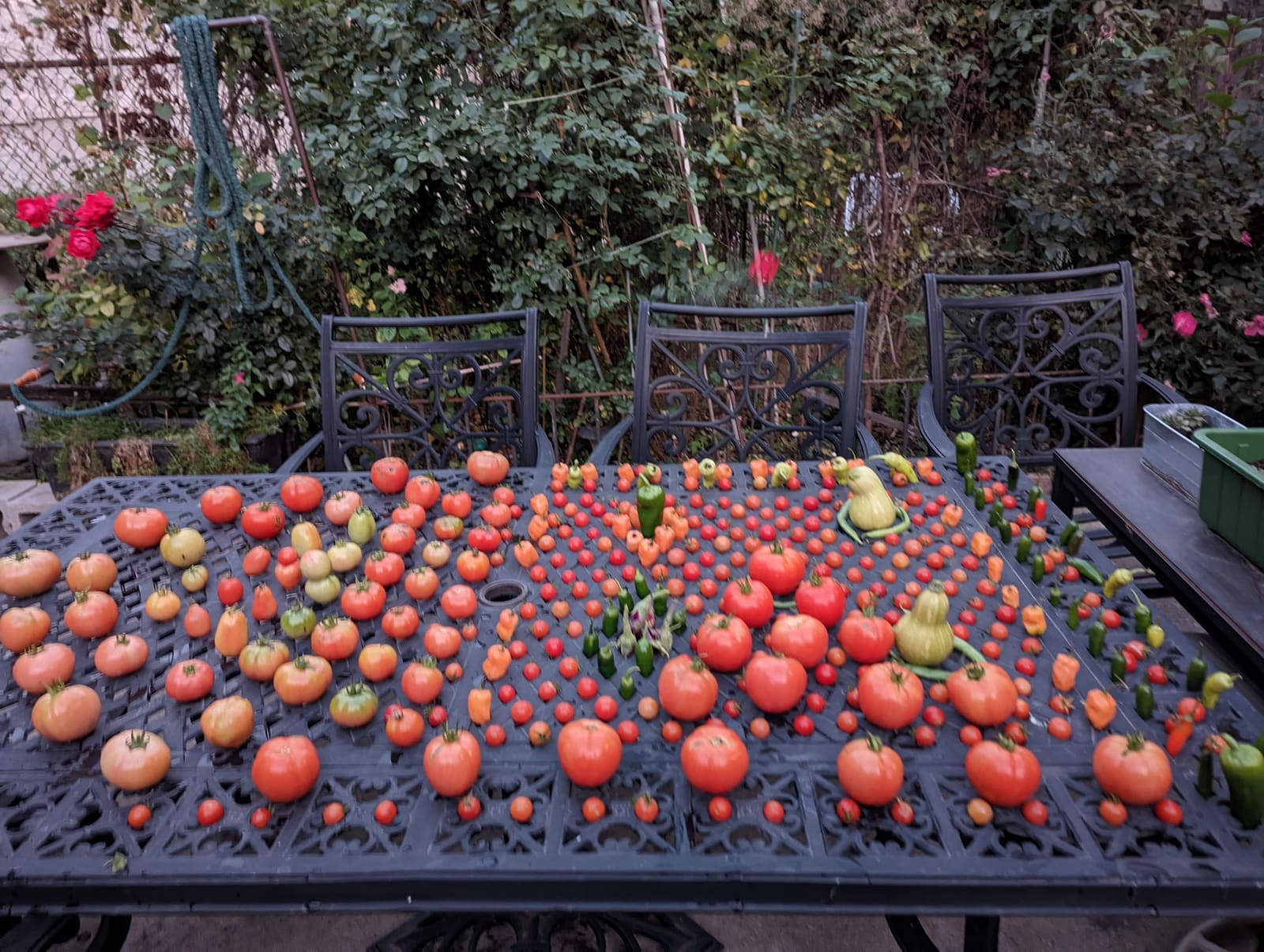 The week's harvest arranged on the table. November 2022.