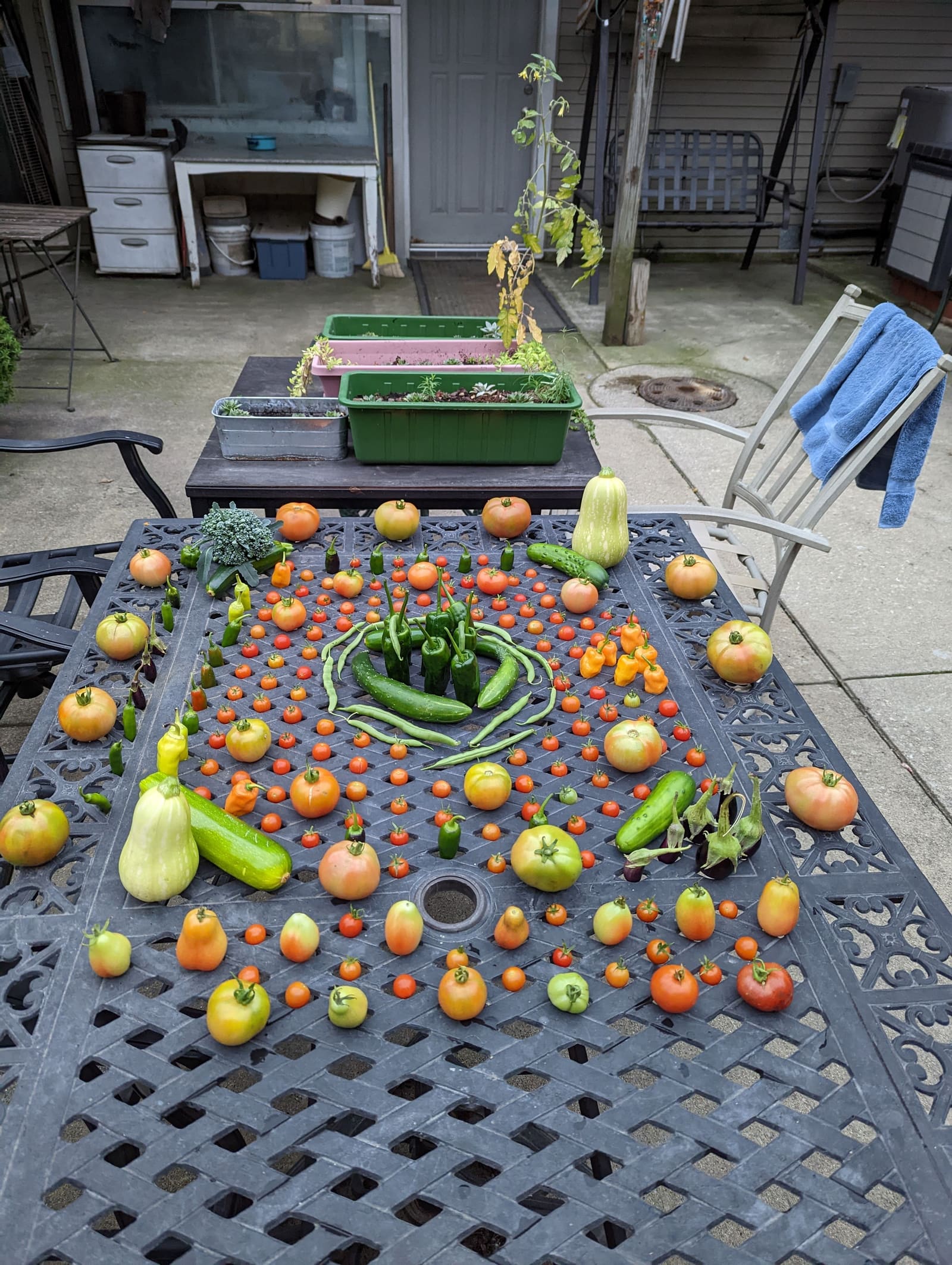 The week's harvest arranged on the table. October 2022.