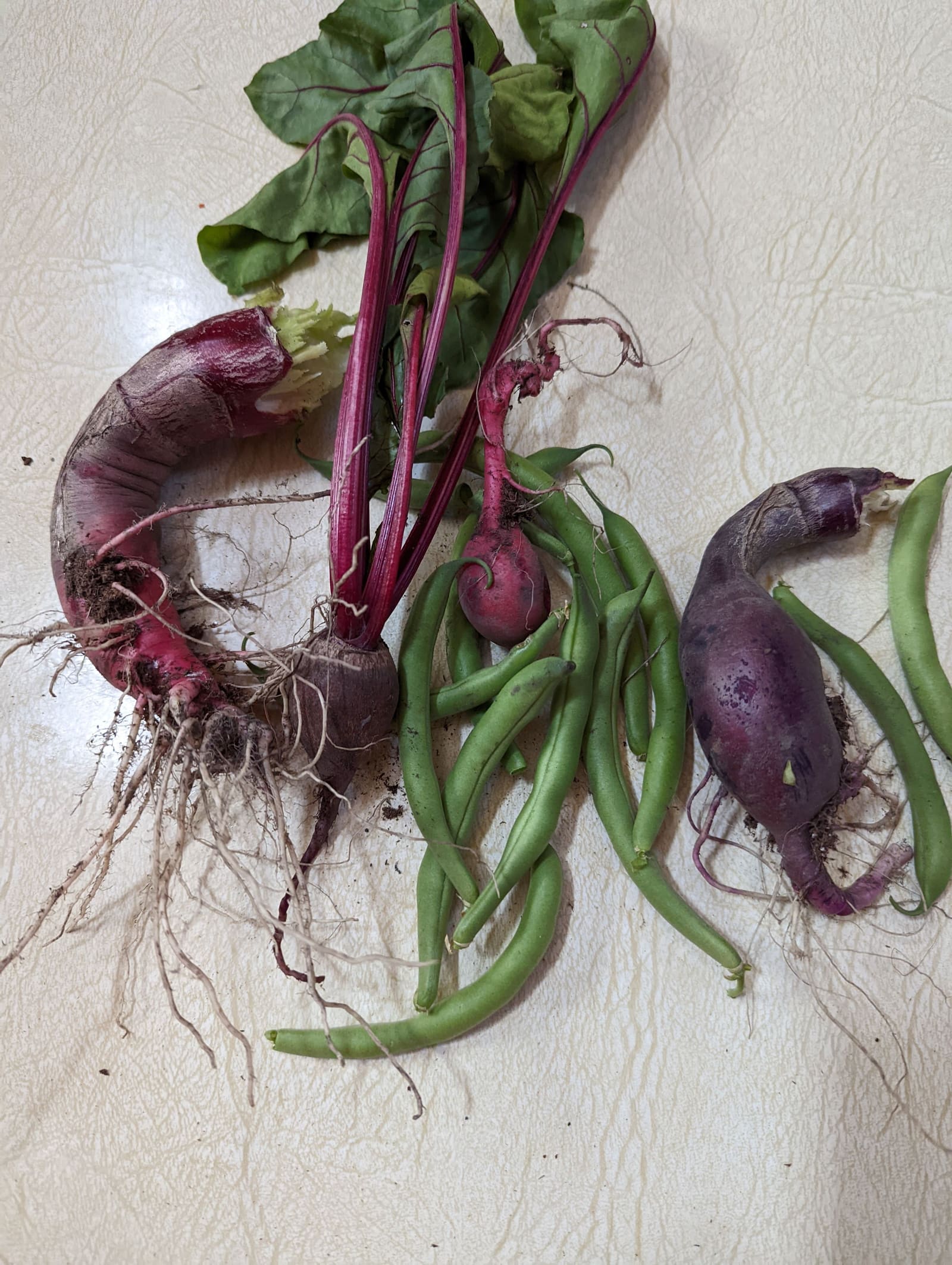 Vegetables picked that week. June 2022.