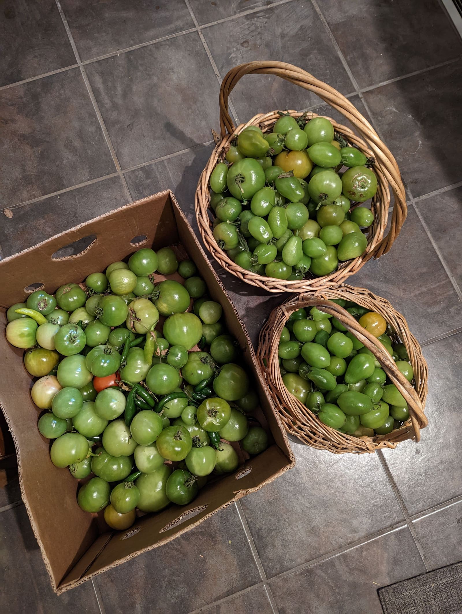 The week's harvest arranged on the table. November 2022.