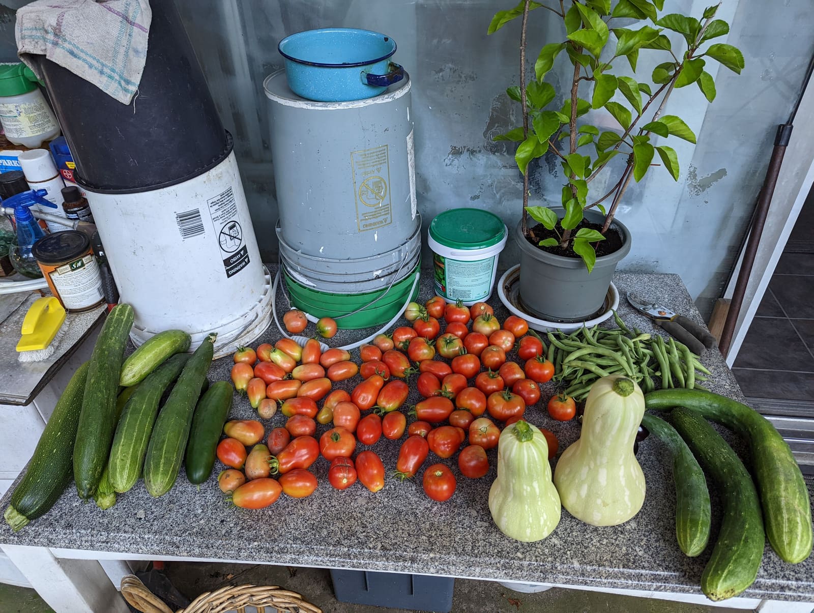 The week's harvest arranged on the table. August 2022.