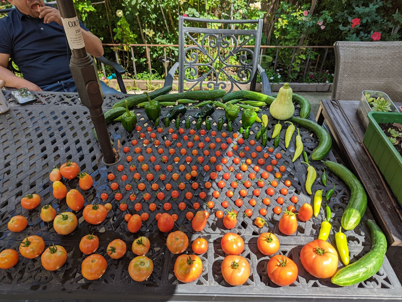 The week's harvest arranged on the table. August 2022.