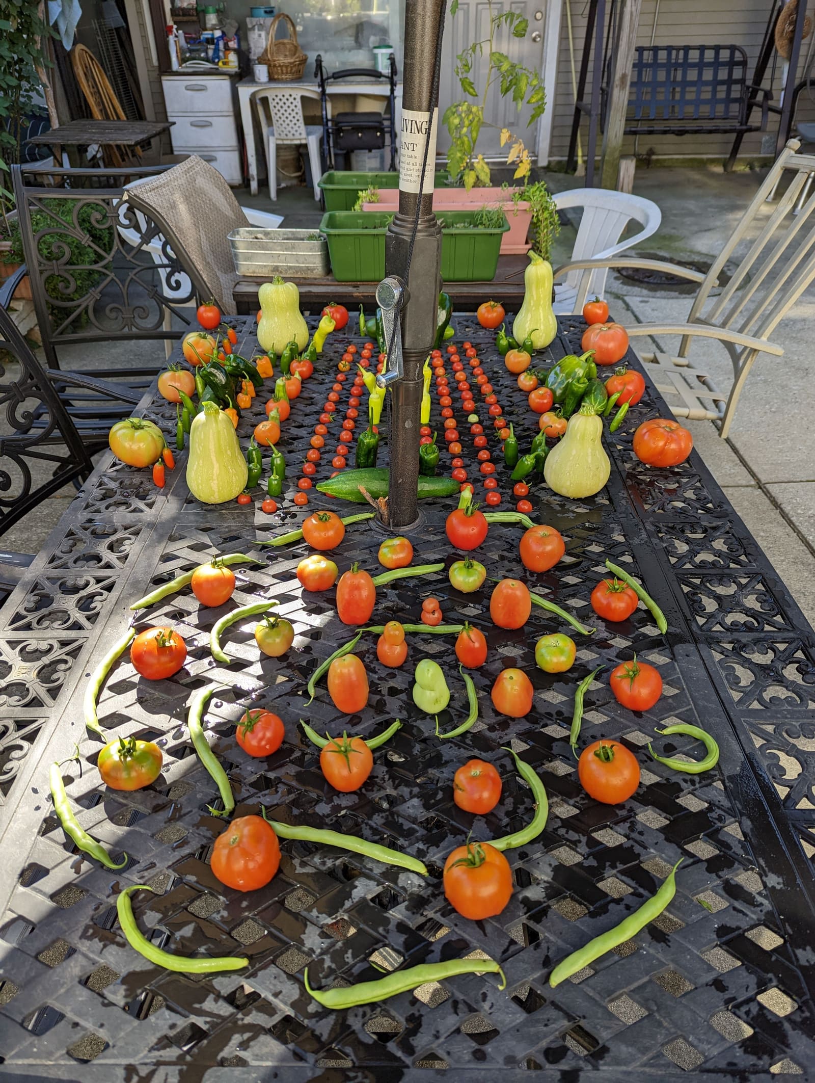 The week's harvest arranged on the table. October 2022.
