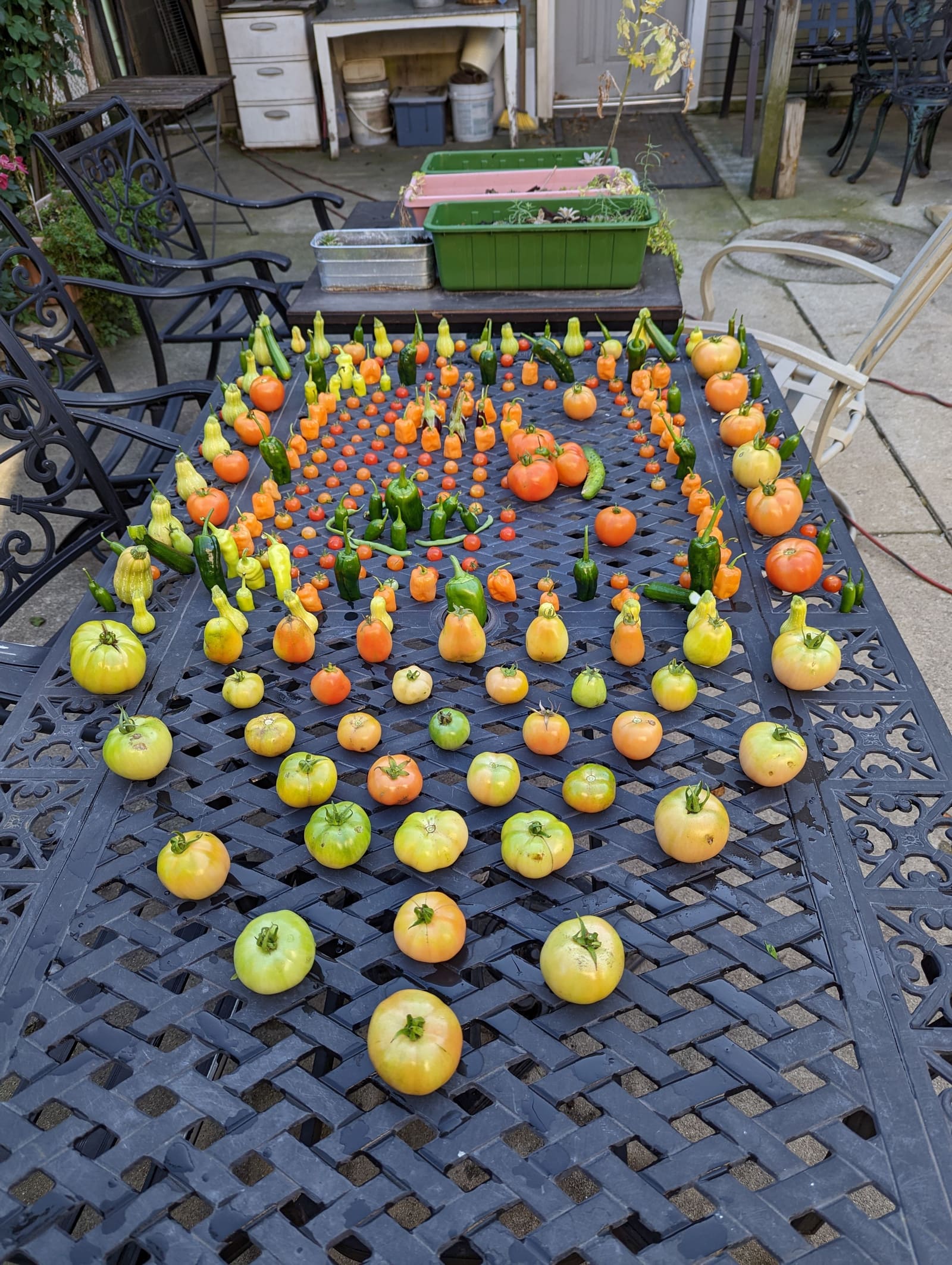 The week's harvest arranged on the table. October 2022.