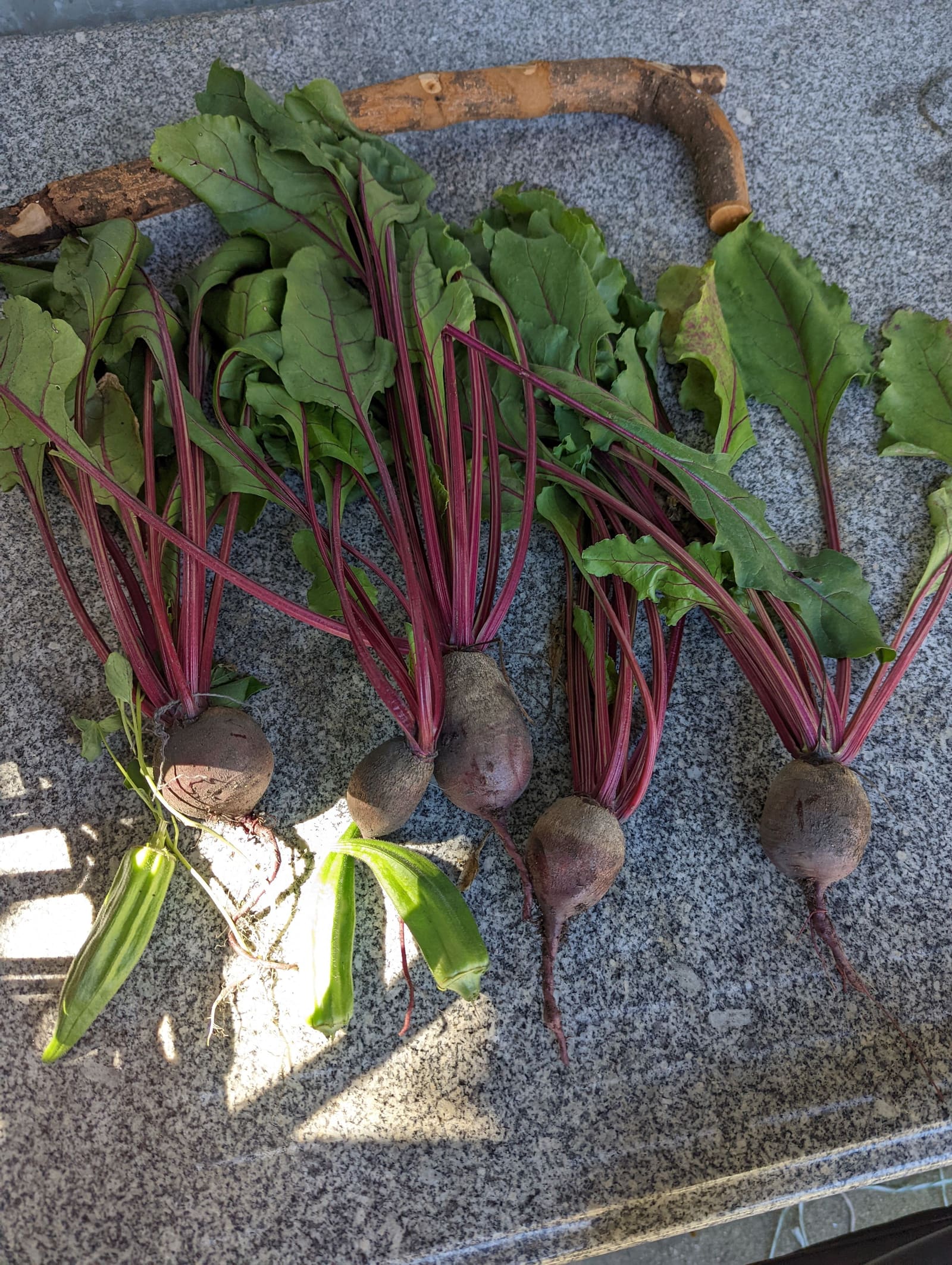 Vegetables picked that week. July 2022.