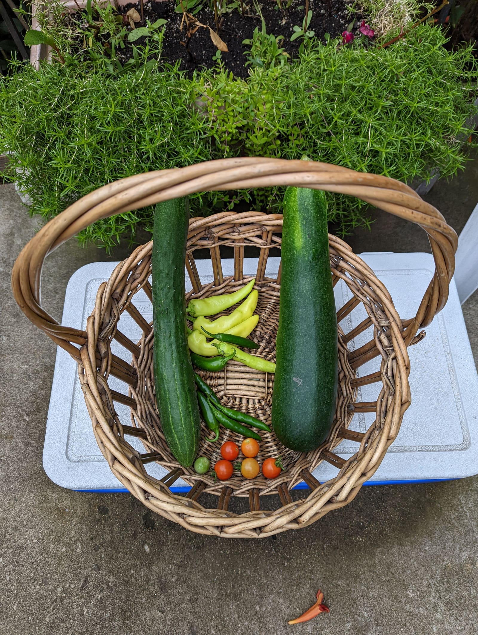 The week's harvest arranged on the table. July 2022.