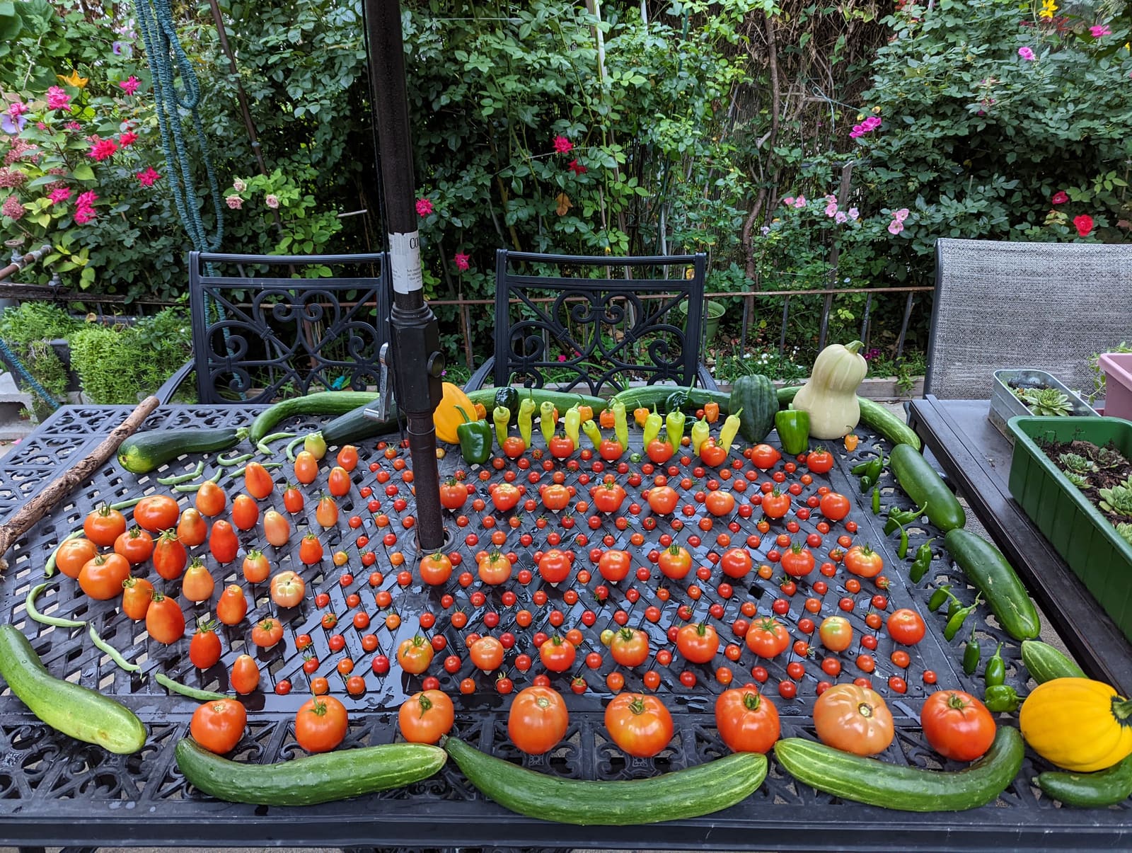 The week's harvest arranged on the table. September 2022.