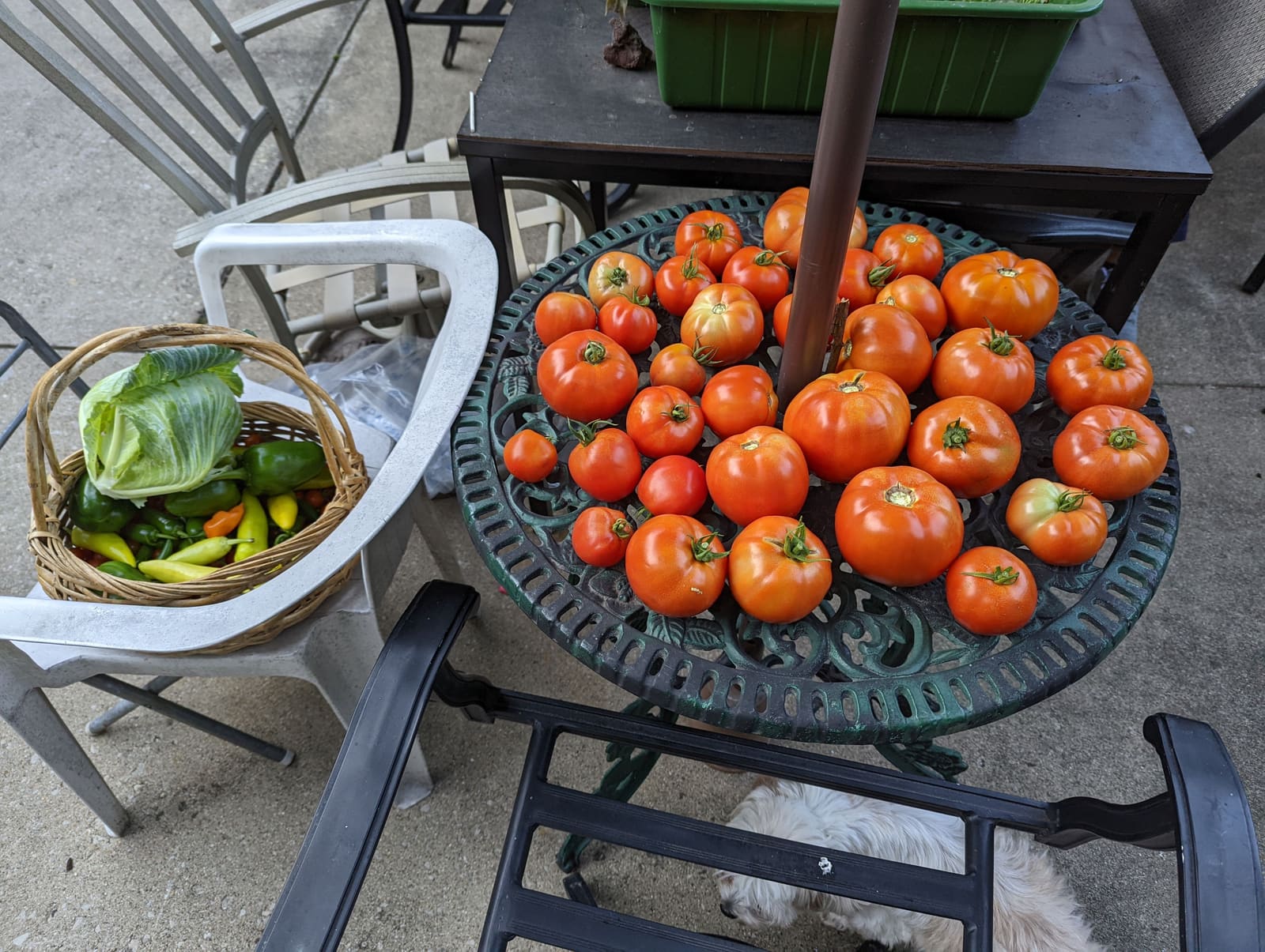 The week's harvest arranged on the table. August 2022.