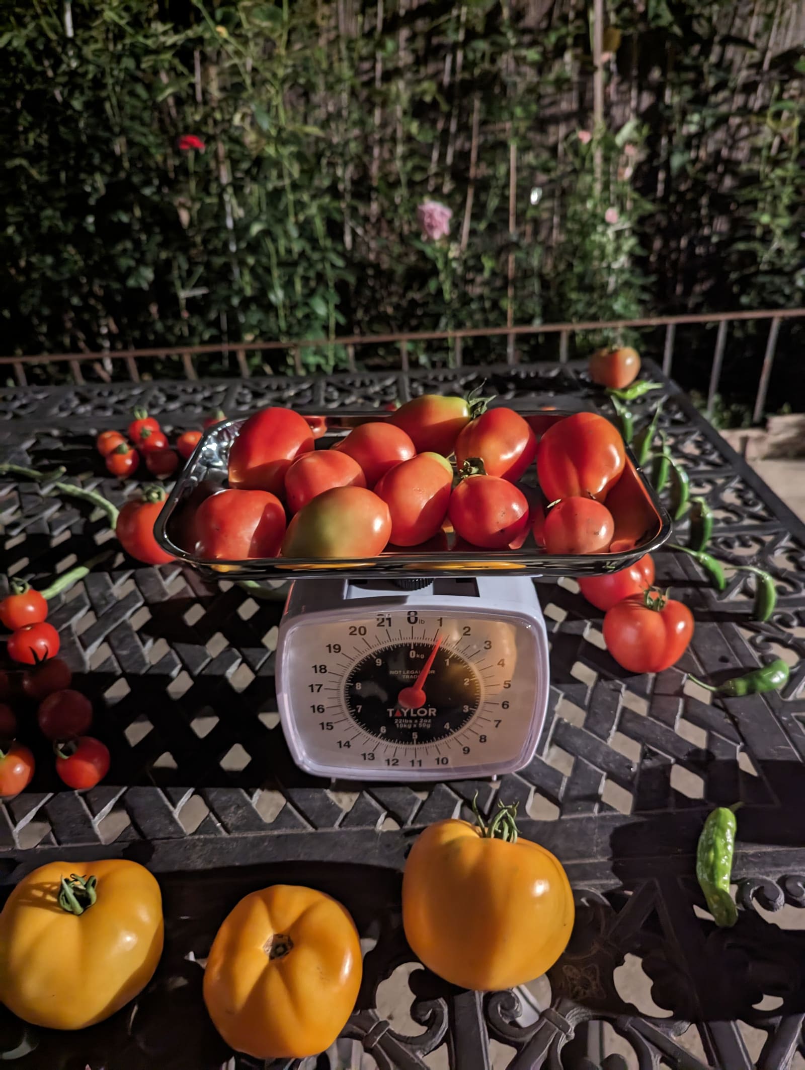 The week's harvest arranged on the table, with the scale in frame. August 2023.