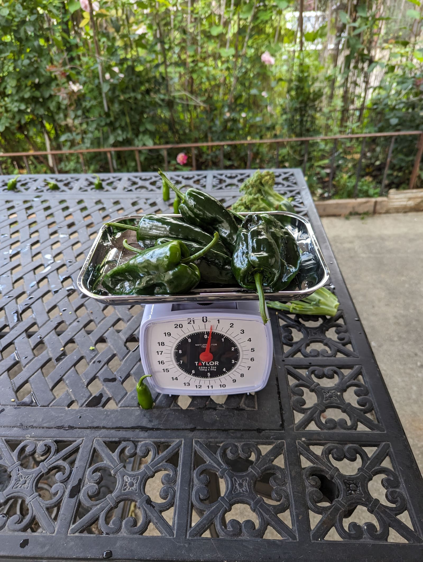 The week's harvest arranged on the table, with the scale in frame. August 2023.
