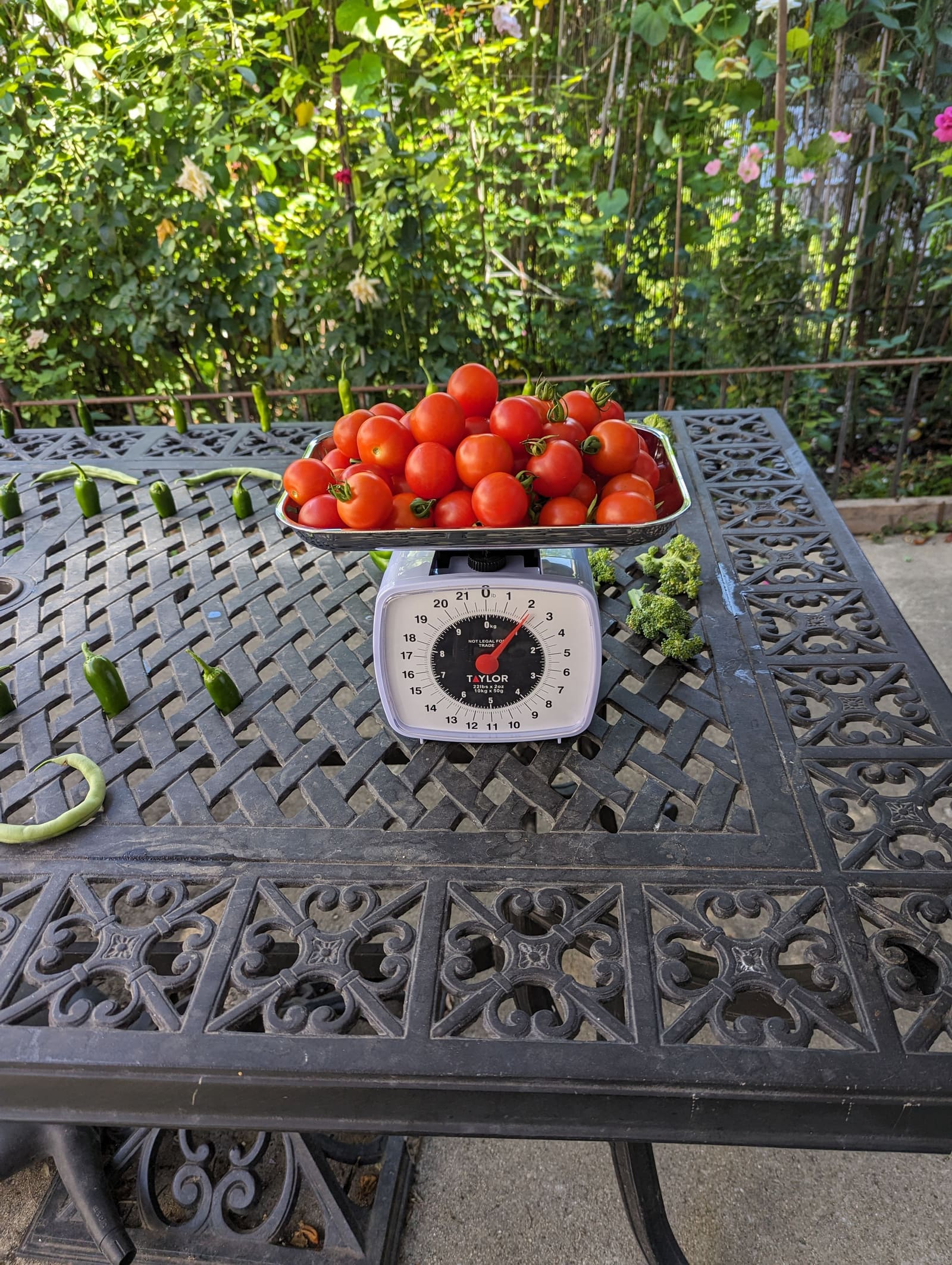 The week's harvest arranged on the table, with the scale in frame. August 2023.