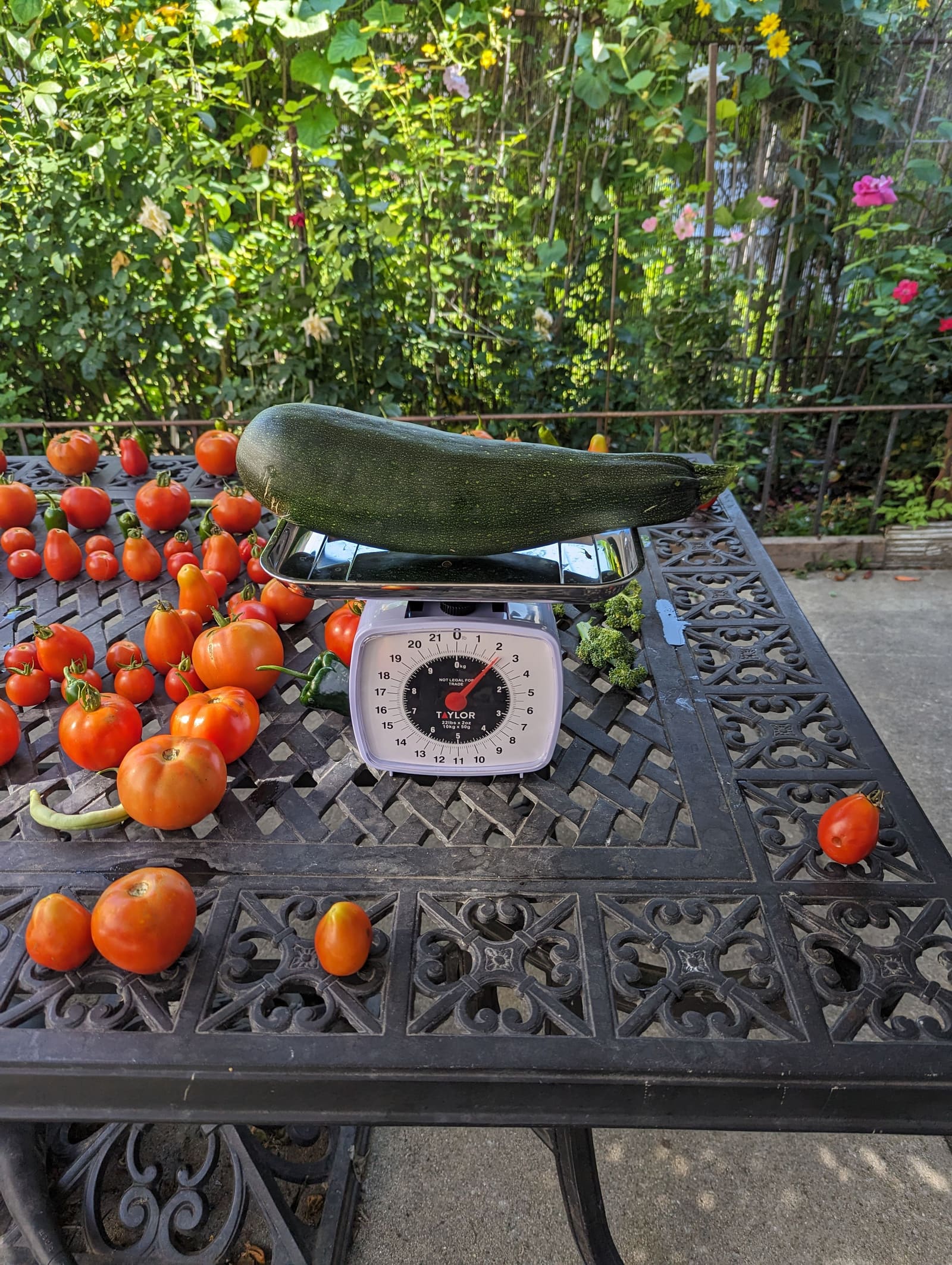 The week's harvest arranged on the table, with the scale in frame. August 2023.