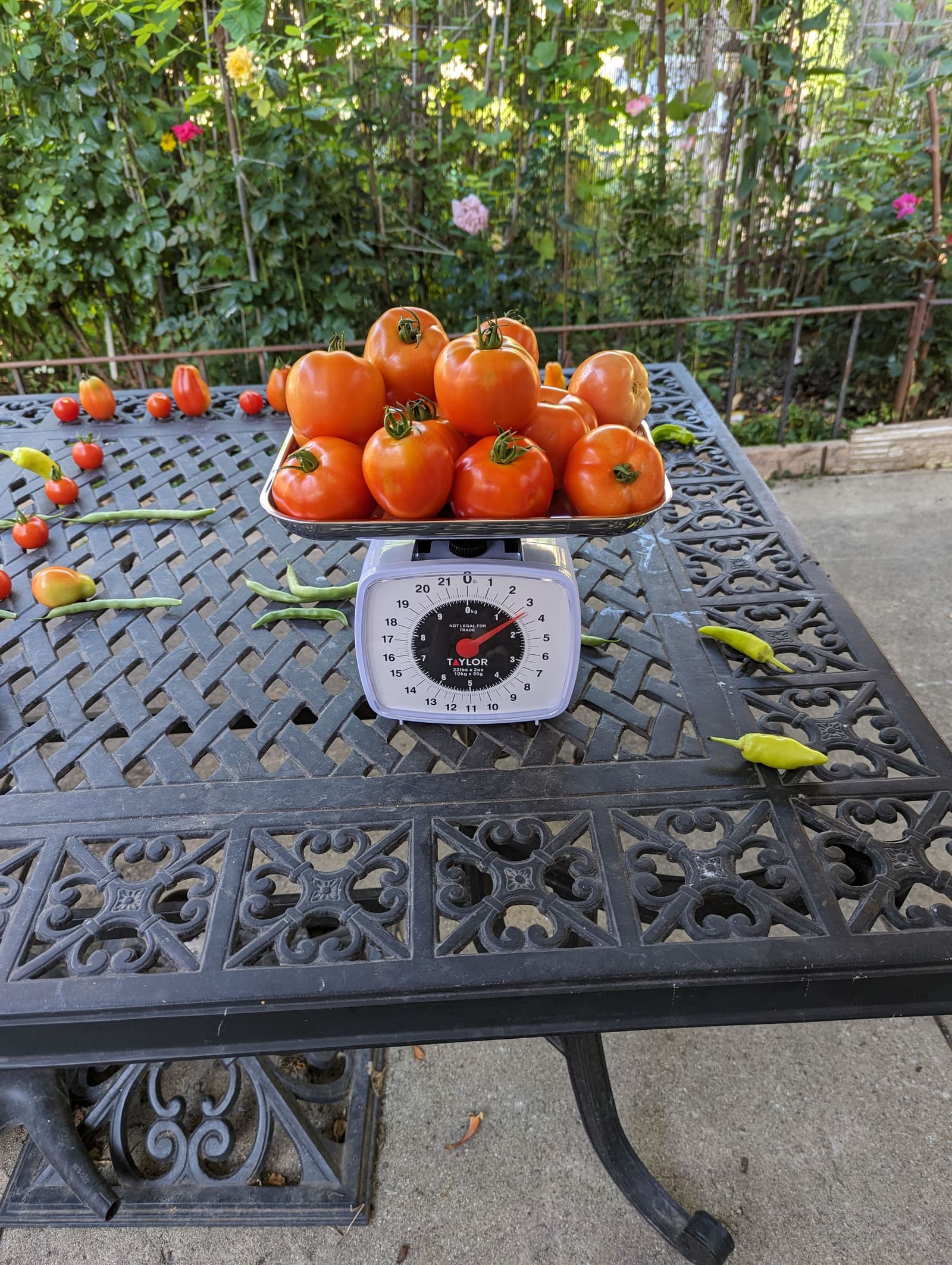 The week's harvest arranged on the table, with the scale in frame. August 2023.