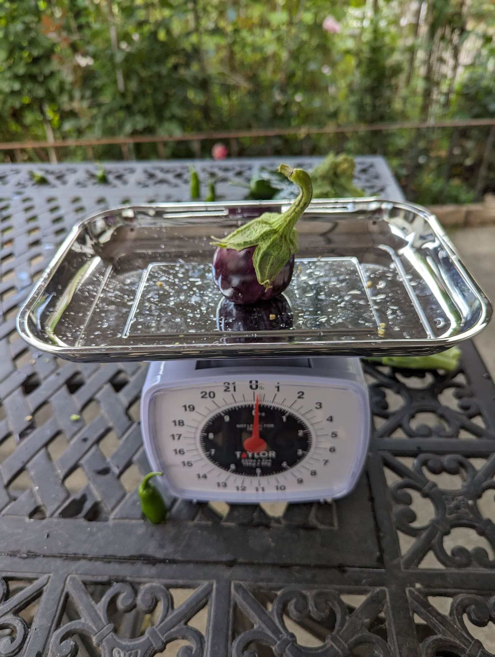 The week's harvest arranged on the table, with the scale in frame. August 2023.