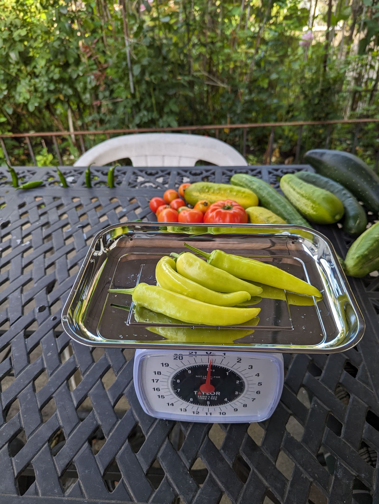 The week's harvest arranged on the table, with the scale in frame. August 2023.