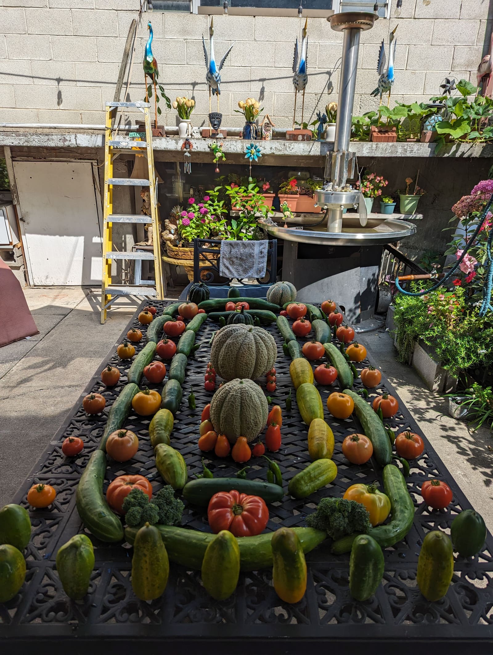 The week's harvest arranged on the table. September 2023.