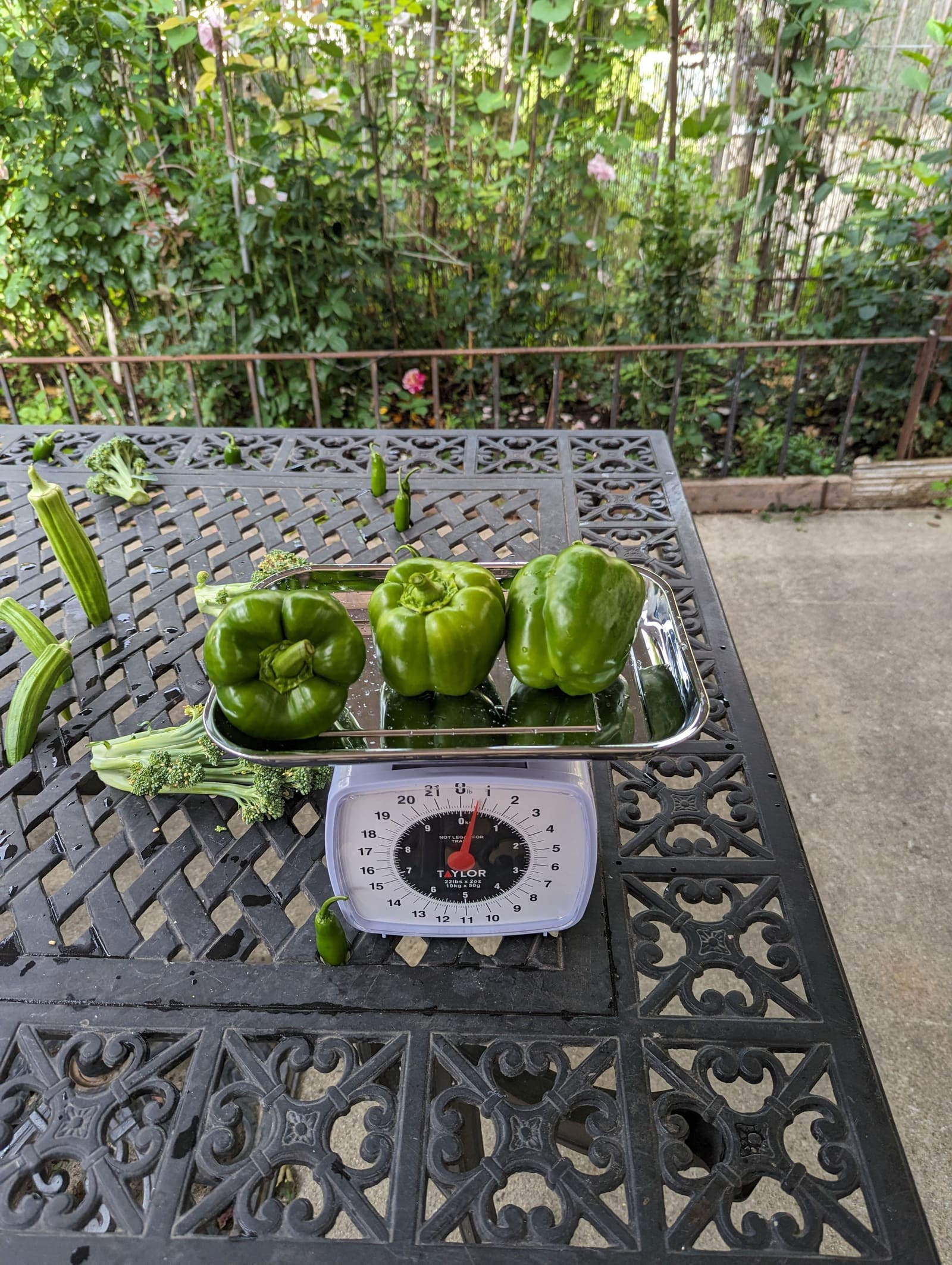 The week's harvest arranged on the table, with the scale in frame. August 2023.