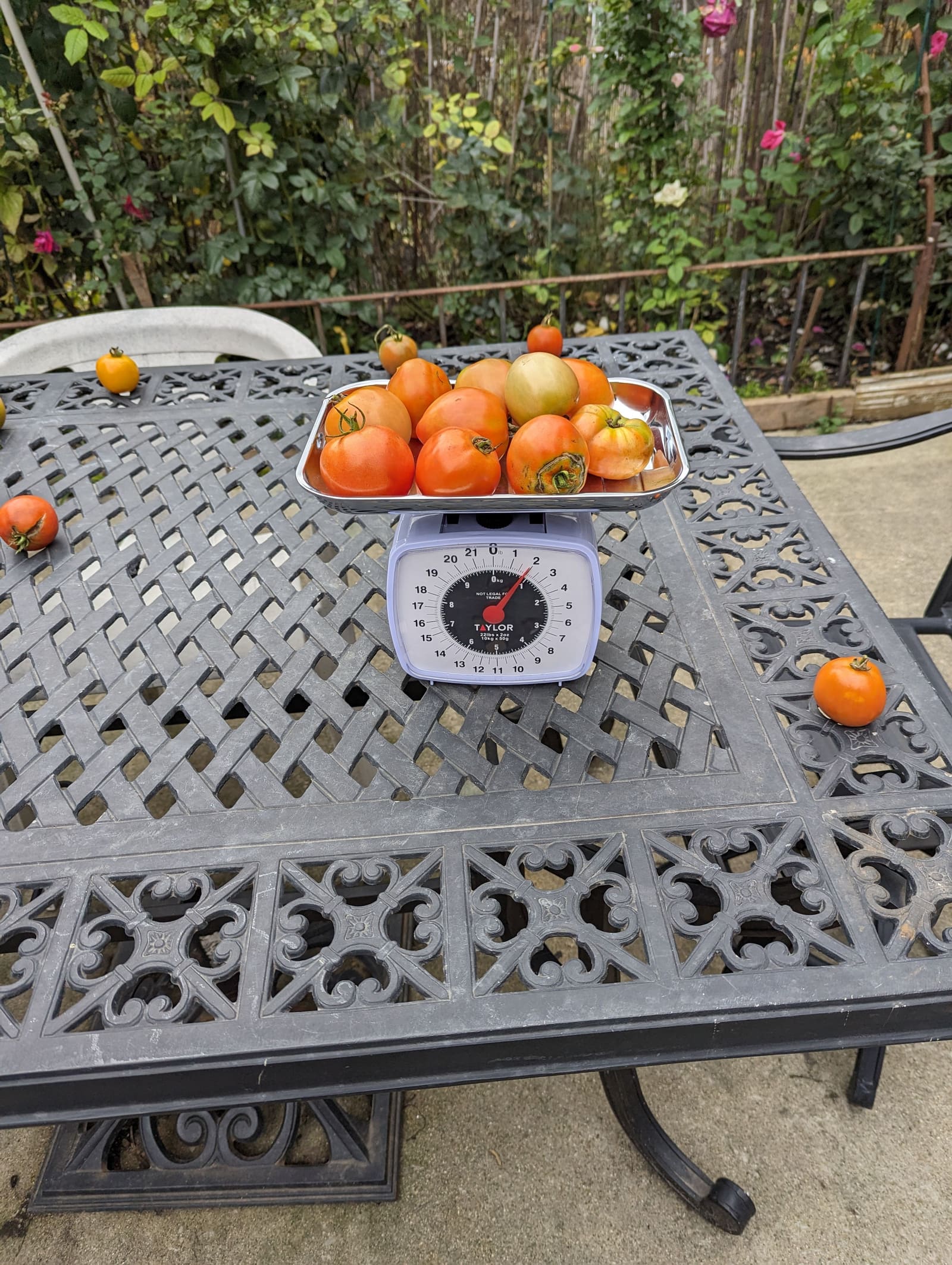 The week's harvest arranged on the table, with the scale in frame. October 2023.