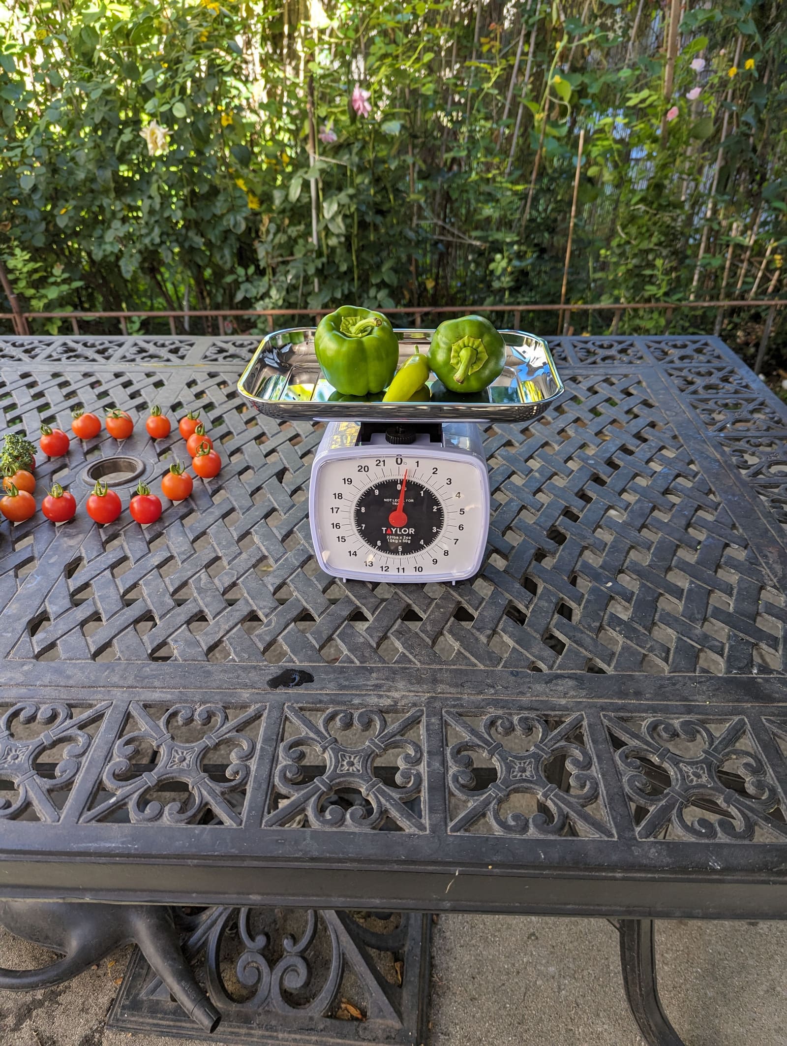 The week's harvest arranged on the table, with the scale in frame. September 2023.