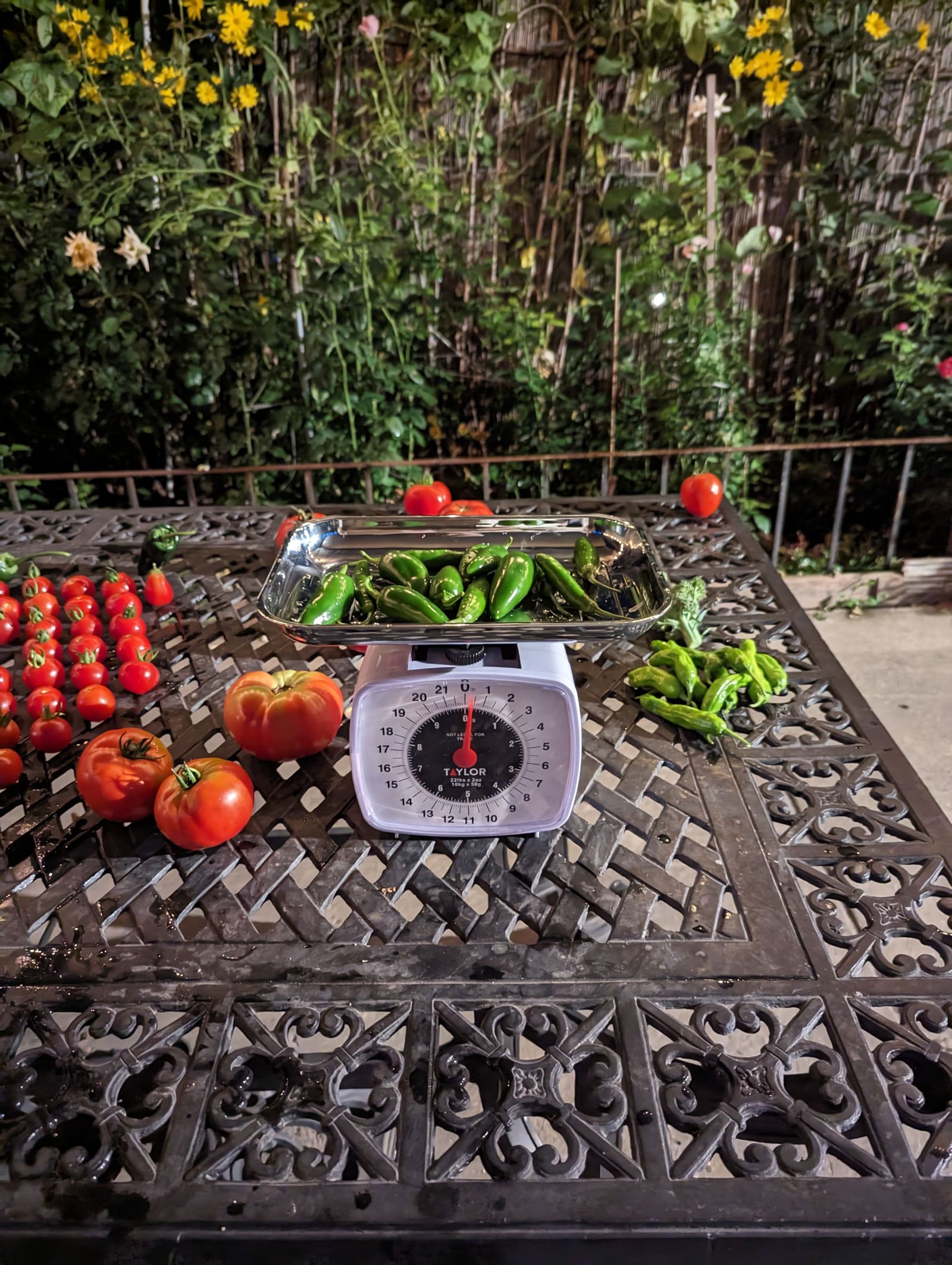The week's harvest arranged on the table, with the scale in frame. September 2023.