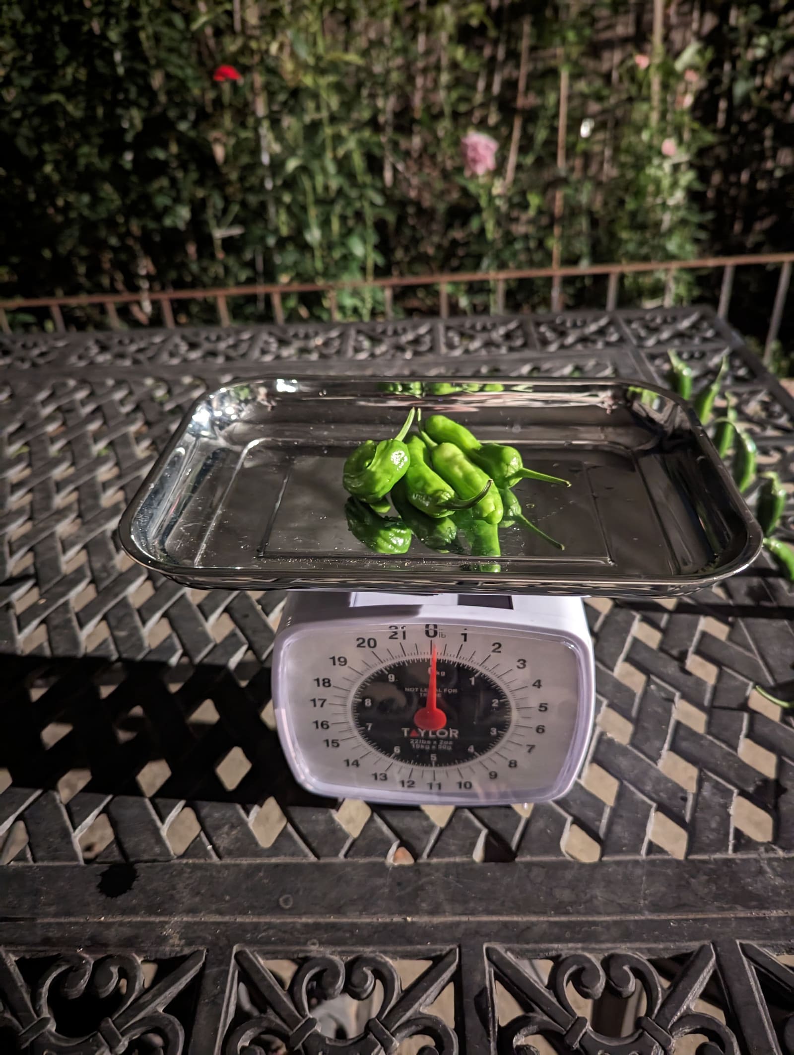 The week's harvest arranged on the table, with the scale in frame. August 2023.