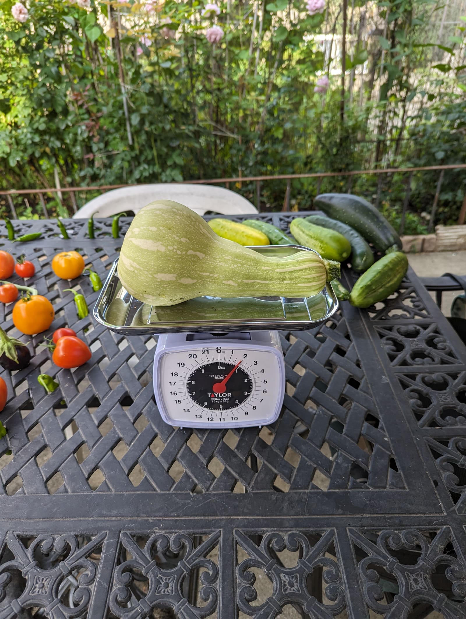 The week's harvest arranged on the table, with the scale in frame. August 2023.
