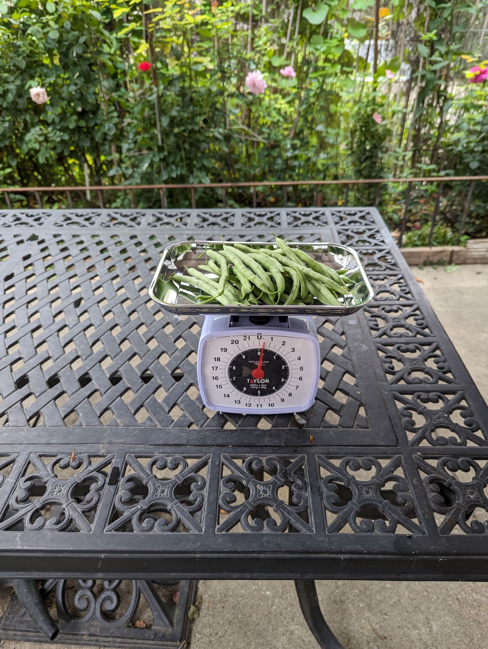 The week's harvest arranged on the table, with the scale in frame. August 2023.