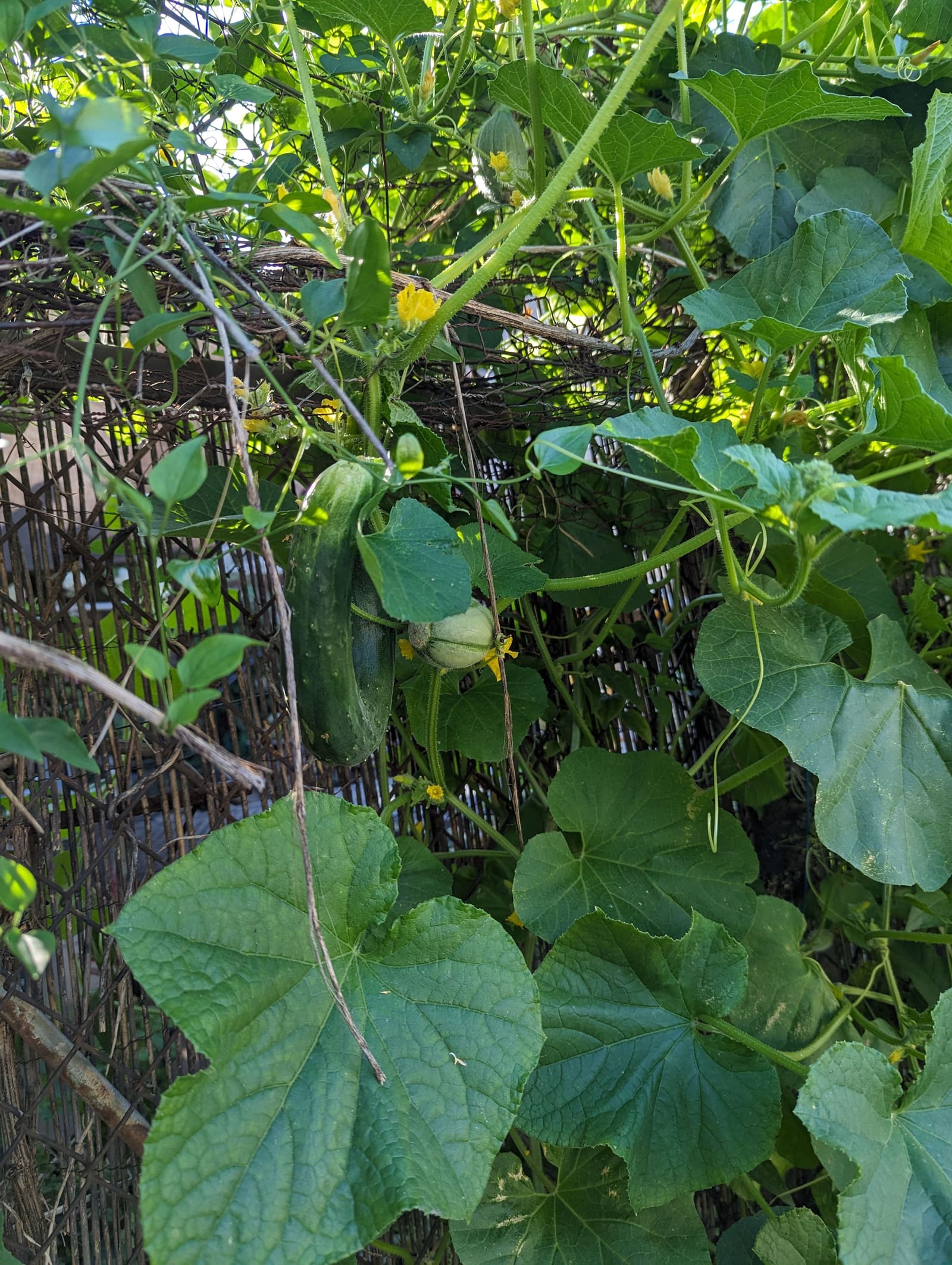 Growing on the ridge. August 2023.