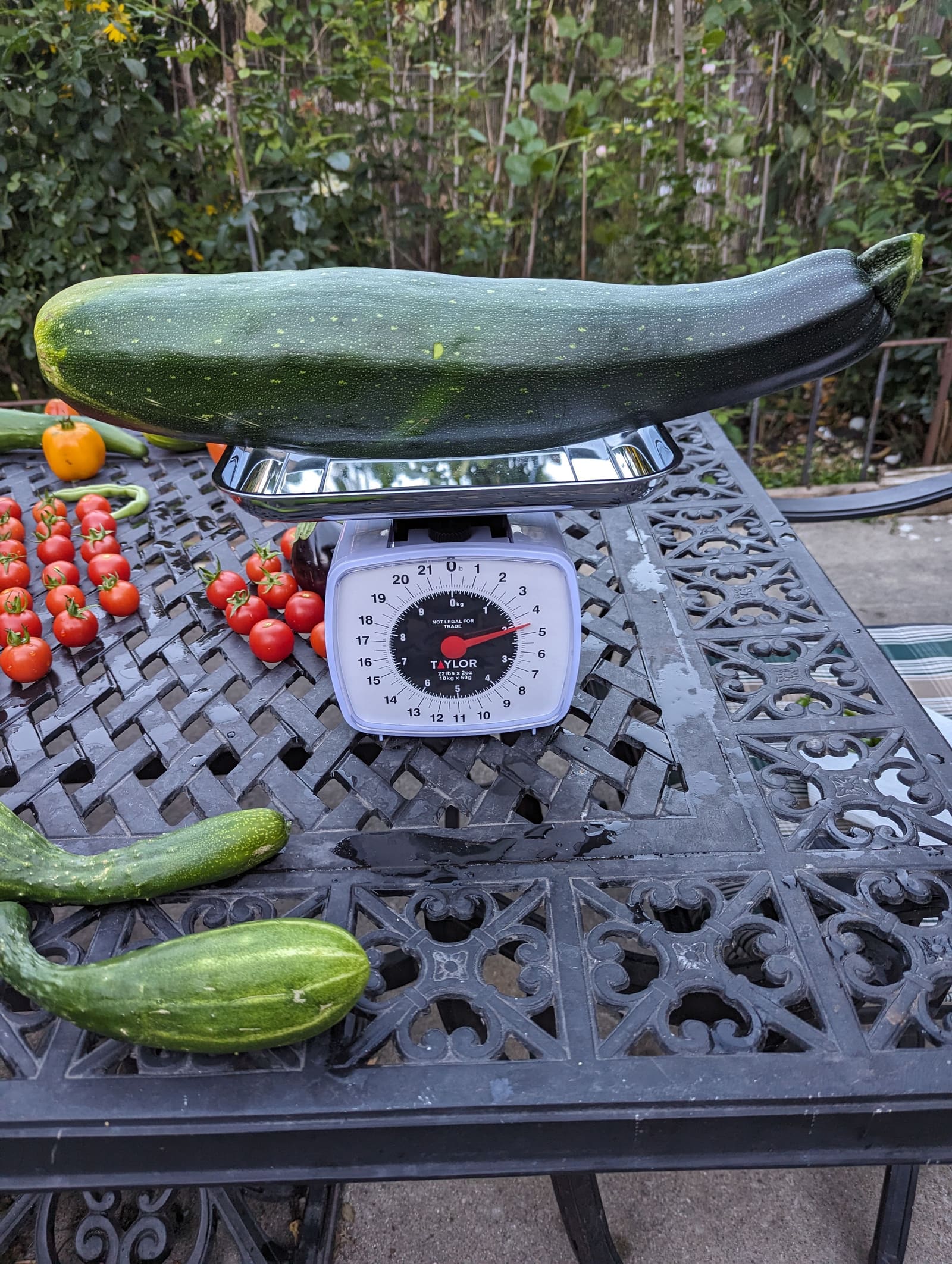The week's harvest arranged on the table, with the scale in frame. September 2023.