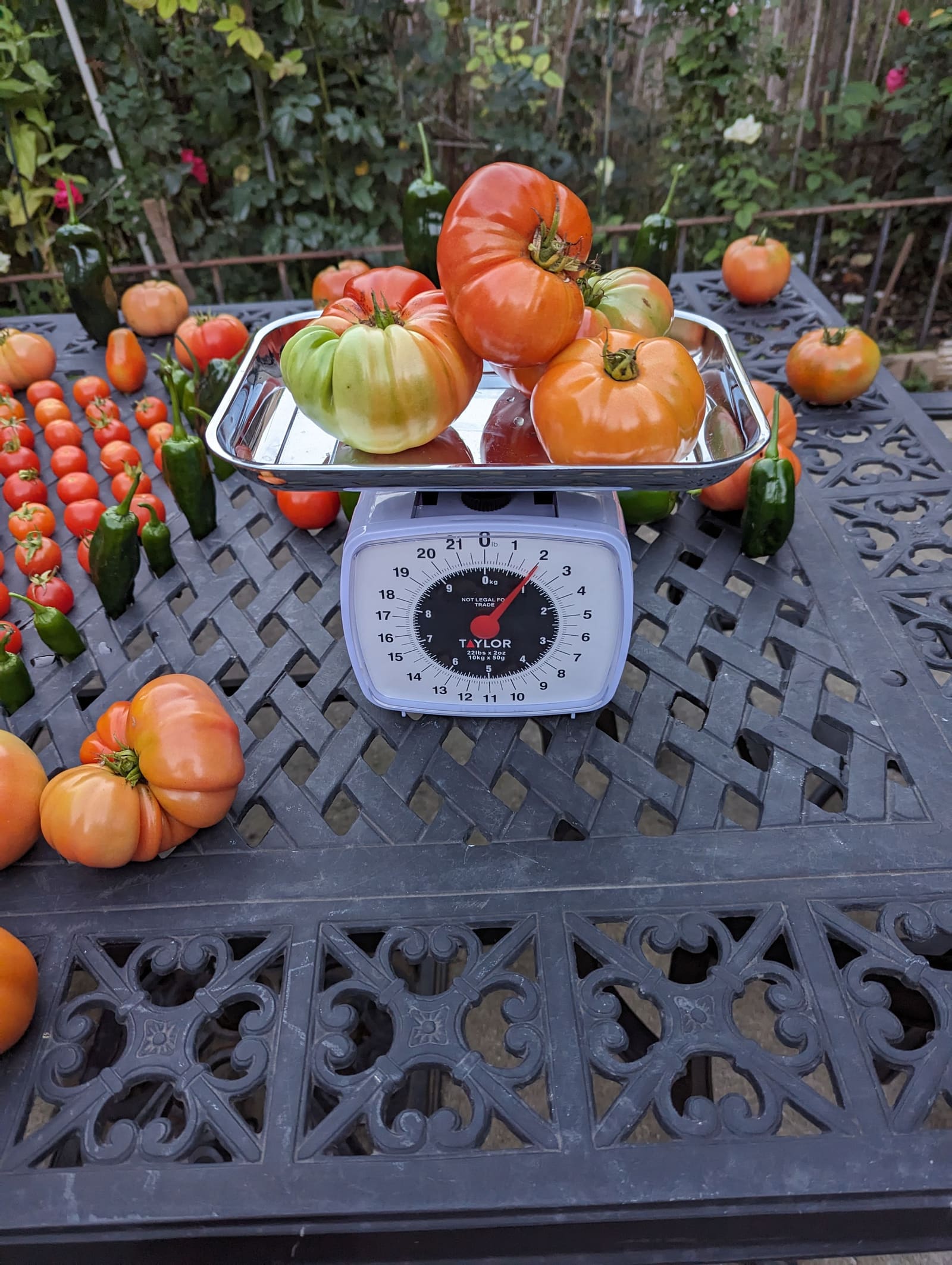 The week's harvest arranged on the table, with the scale in frame. October 2023.