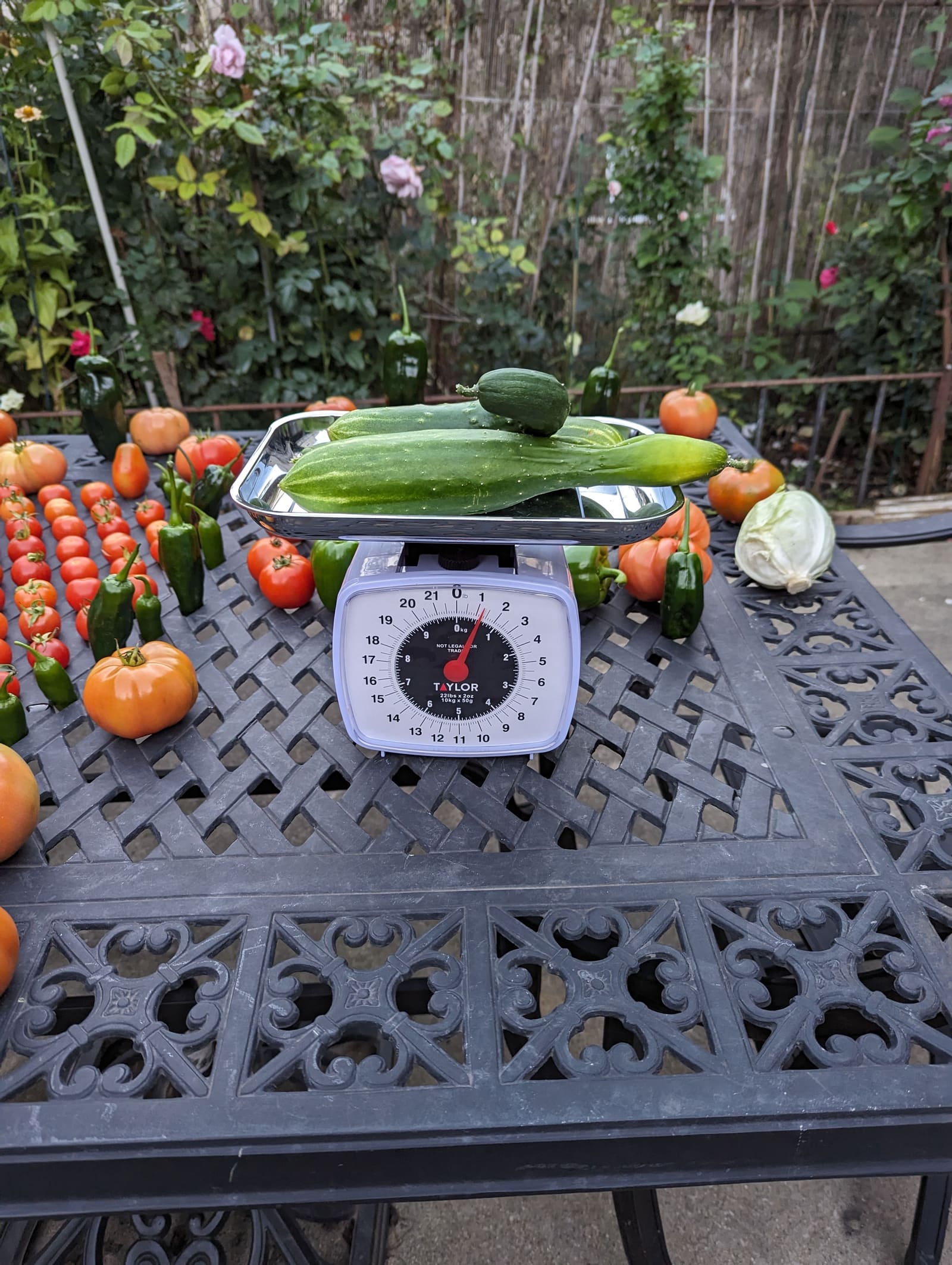 The week's harvest arranged on the table, with the scale in frame. October 2023.
