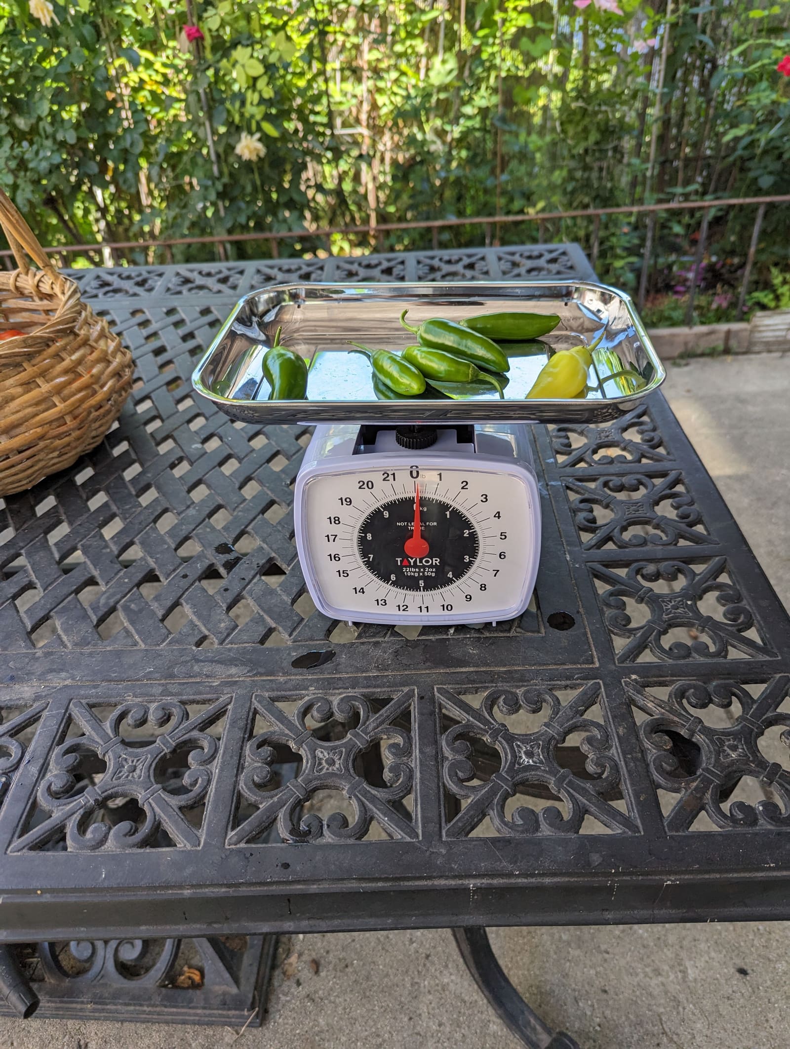 The week's harvest arranged on the table, with the scale in frame. August 2023.