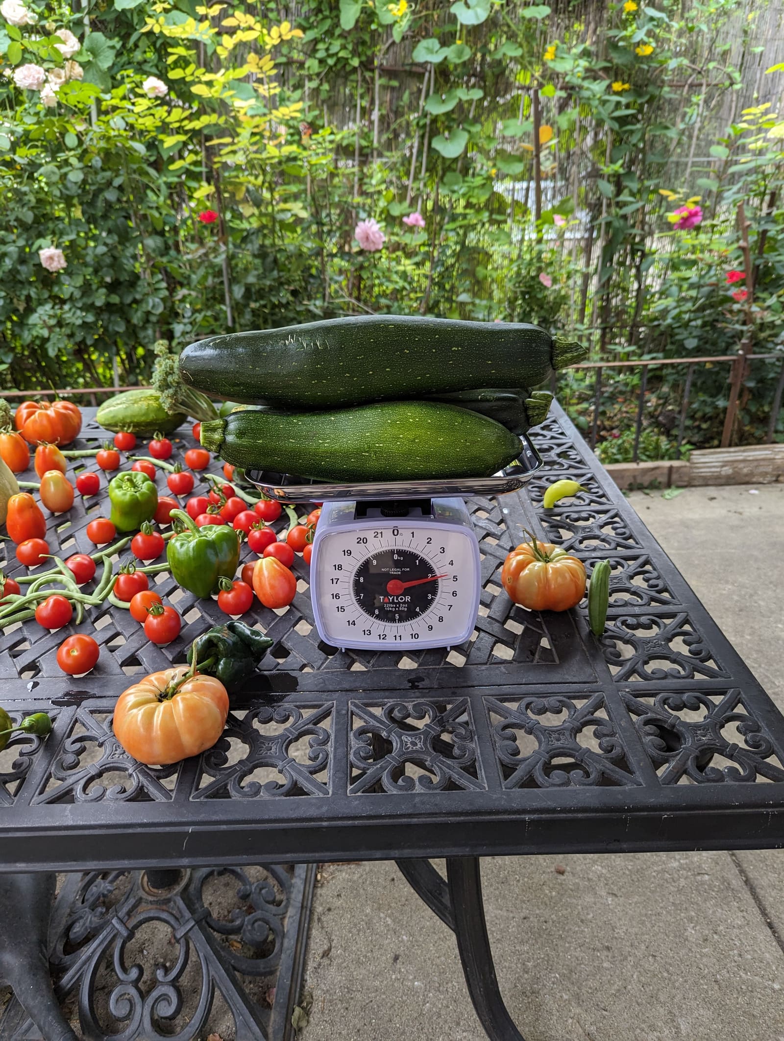 The week's harvest arranged on the table, with the scale in frame. August 2023.